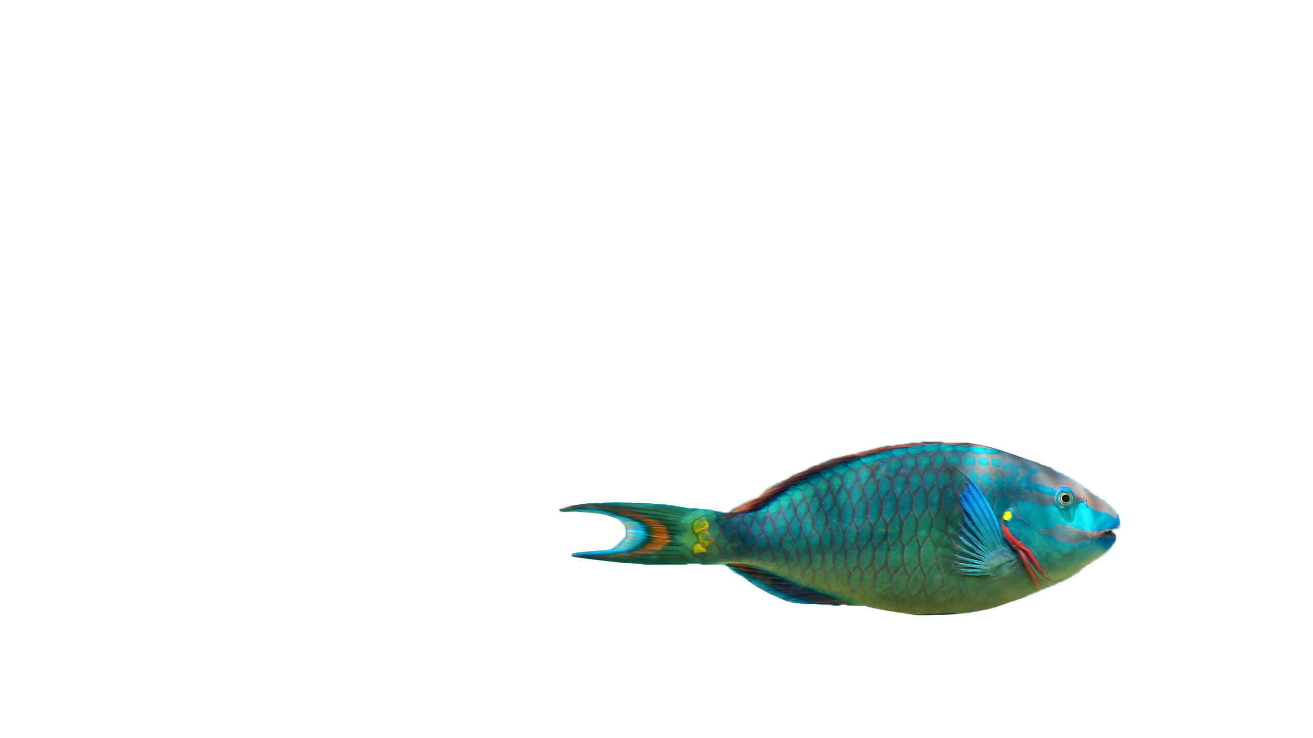 parrotfish