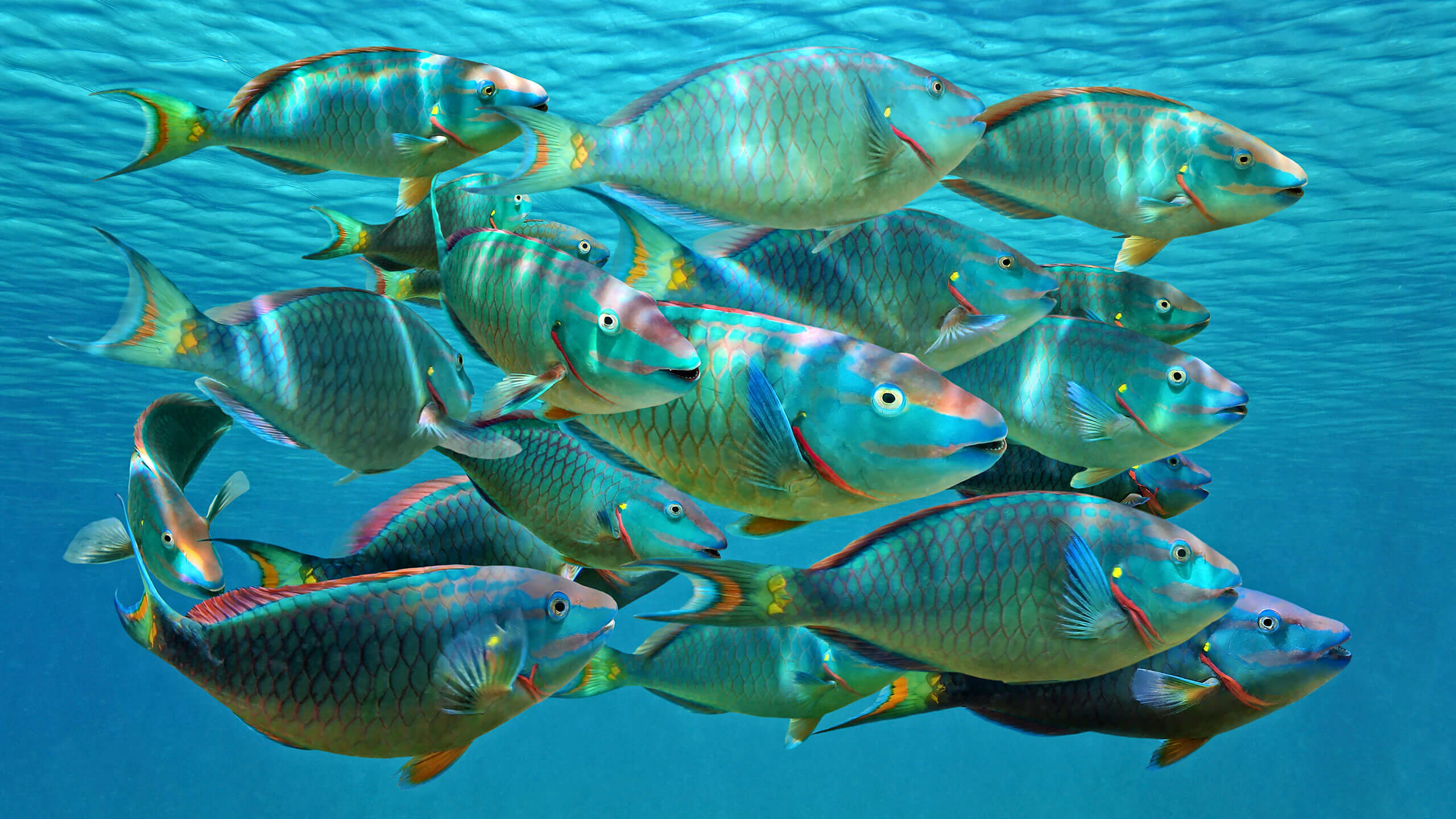 parrotfish