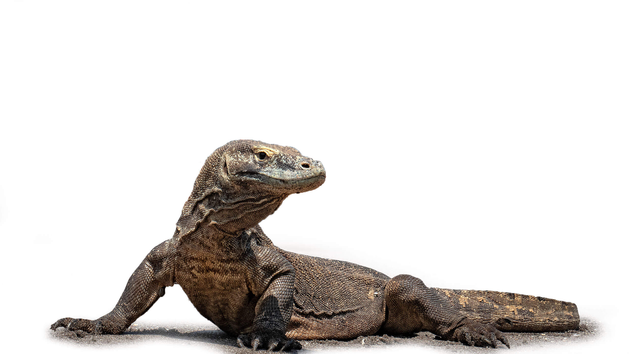 komodo
