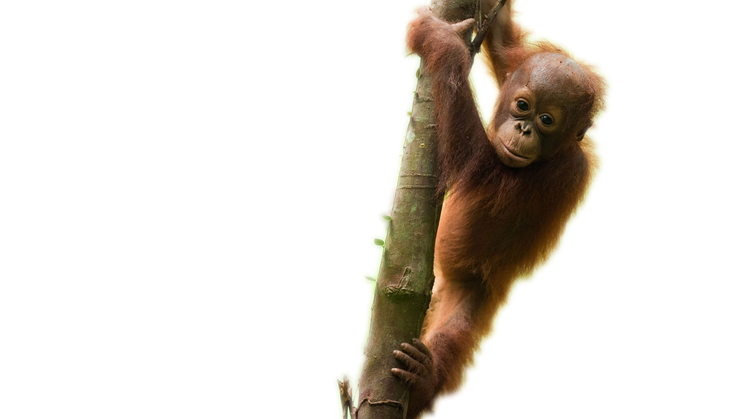 orangutan