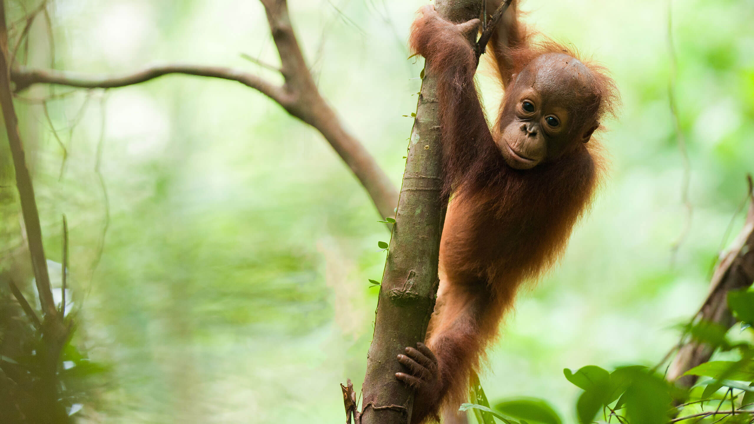 orangutan
