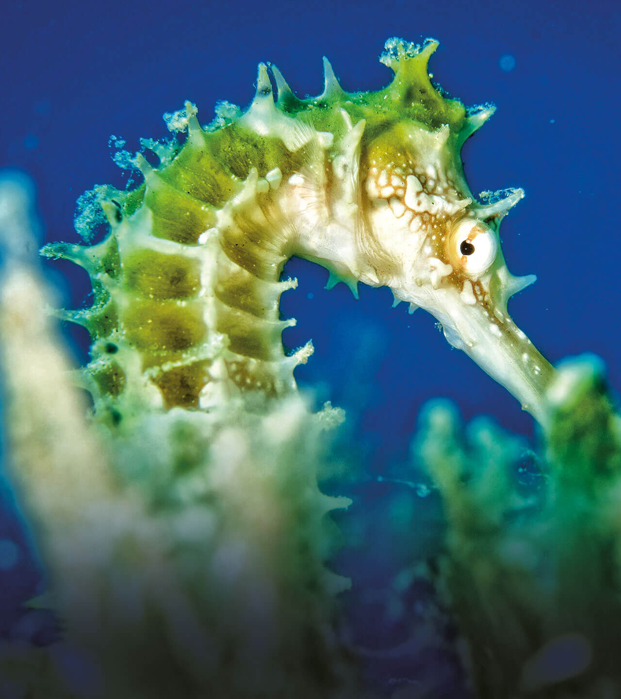 seahorse