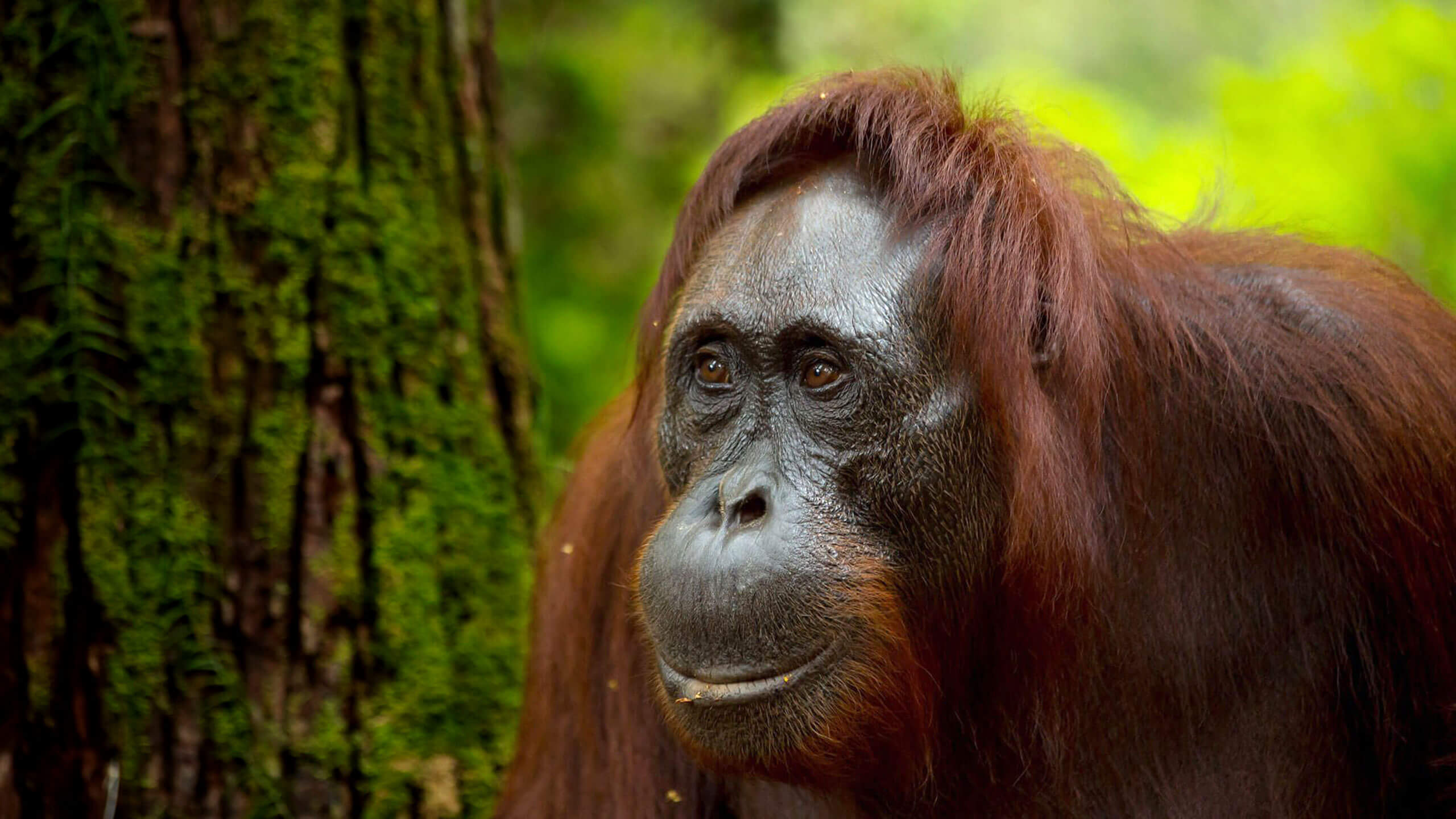 Orangutan