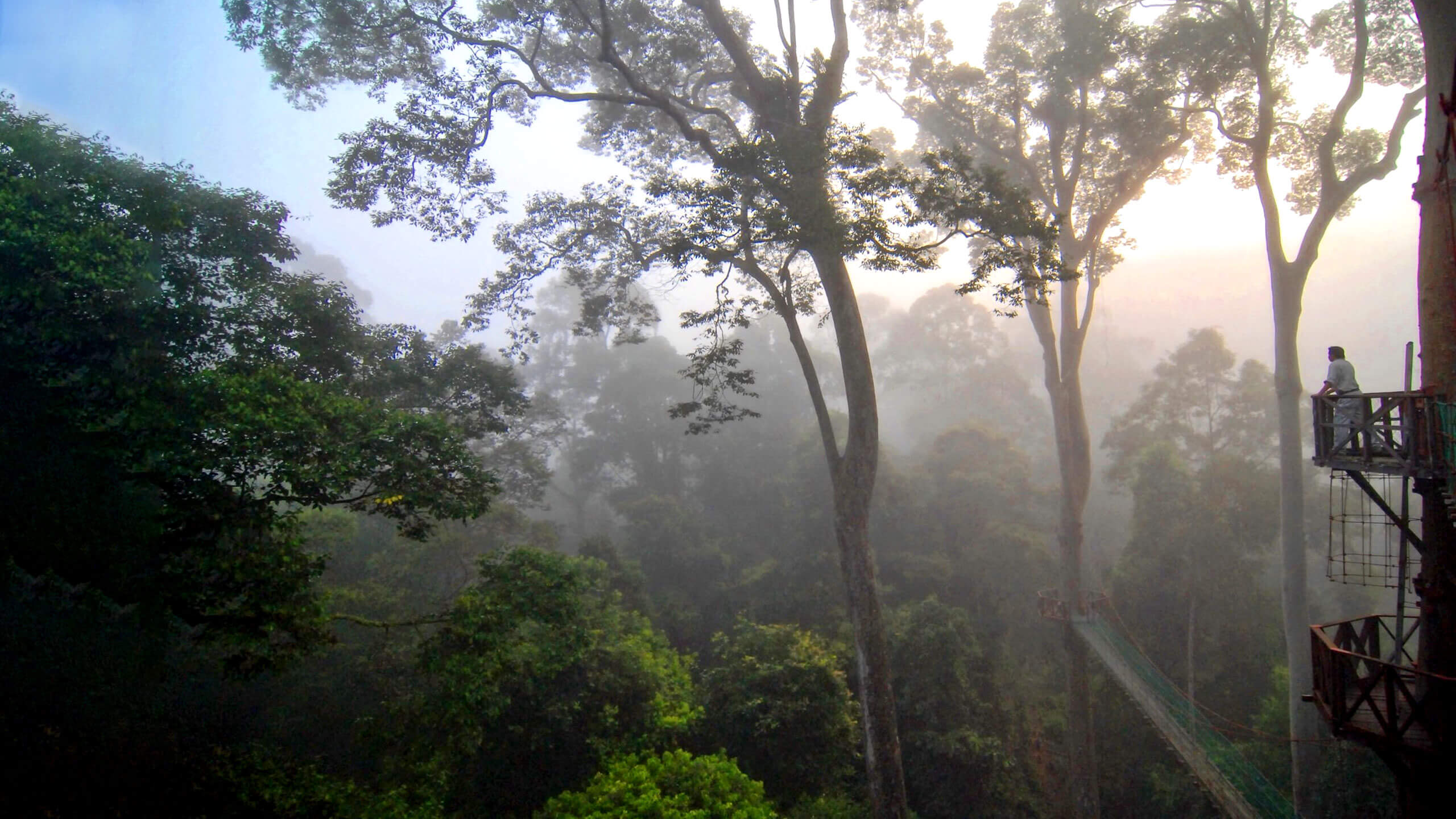 rainforest