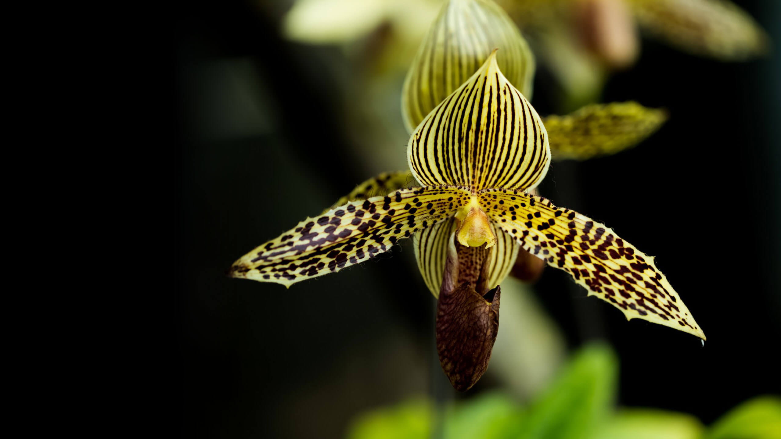 orchid