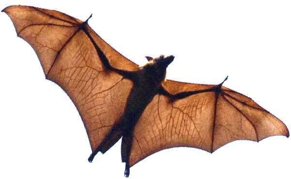 bat