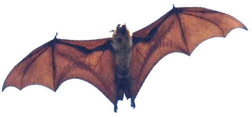 bat