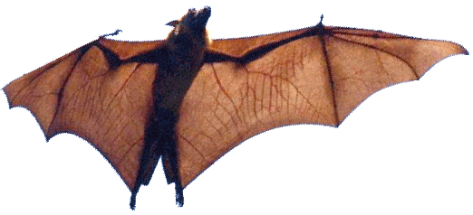 bat