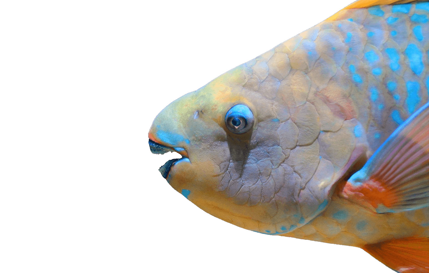 Tubbataha fish