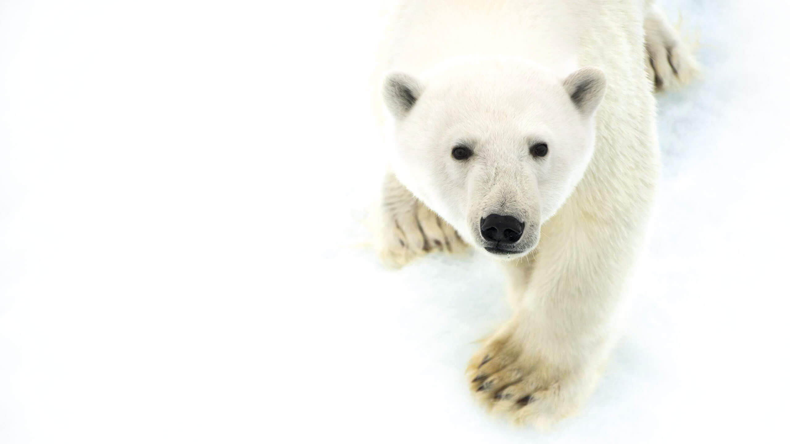 polar bear