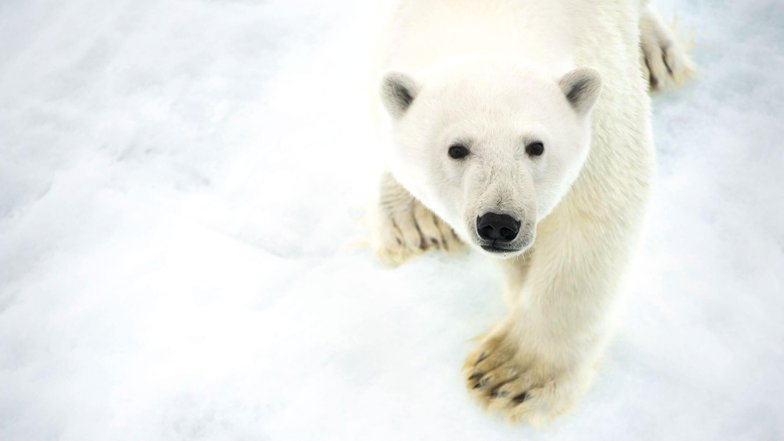 polar bear