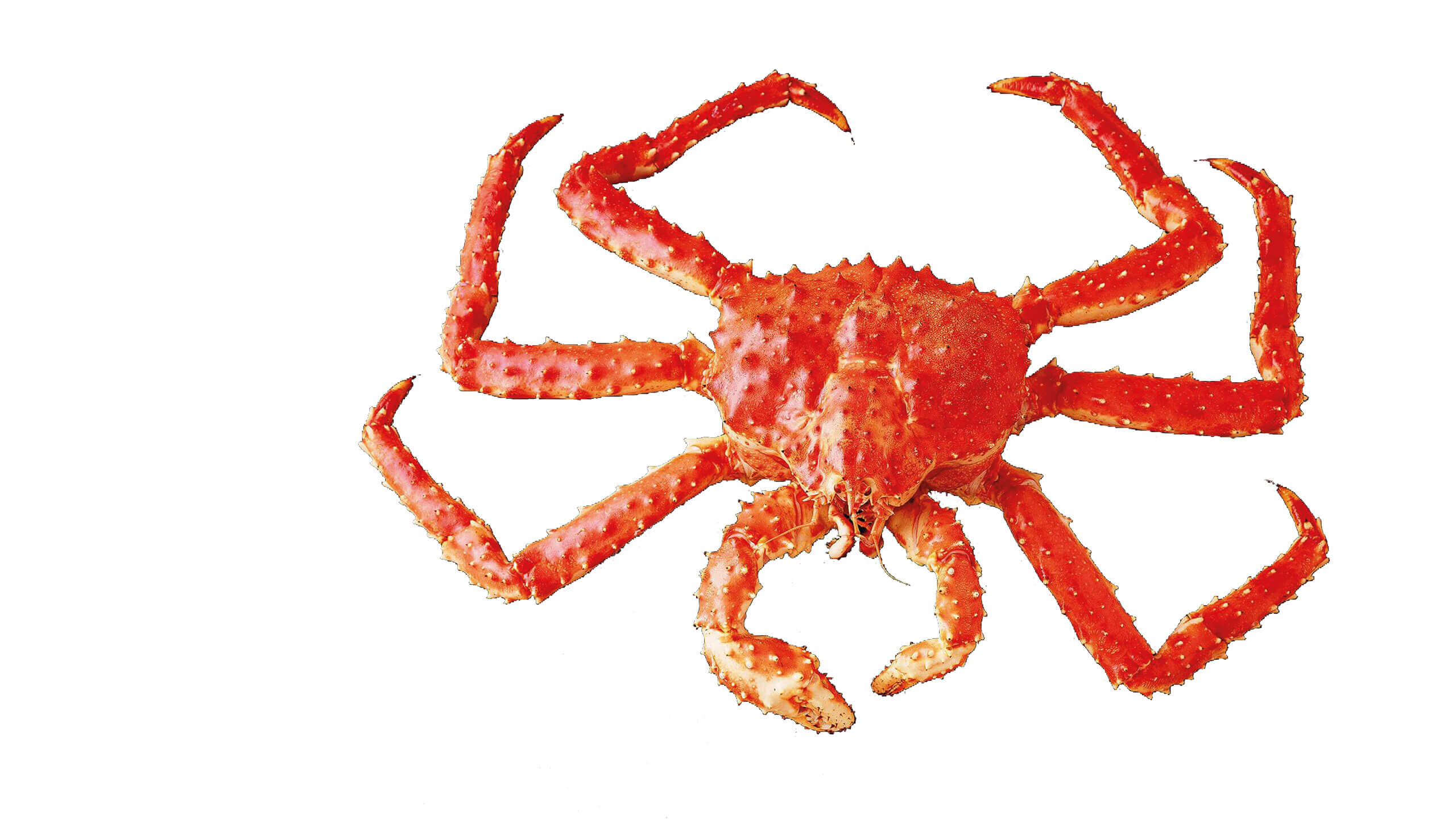 crab