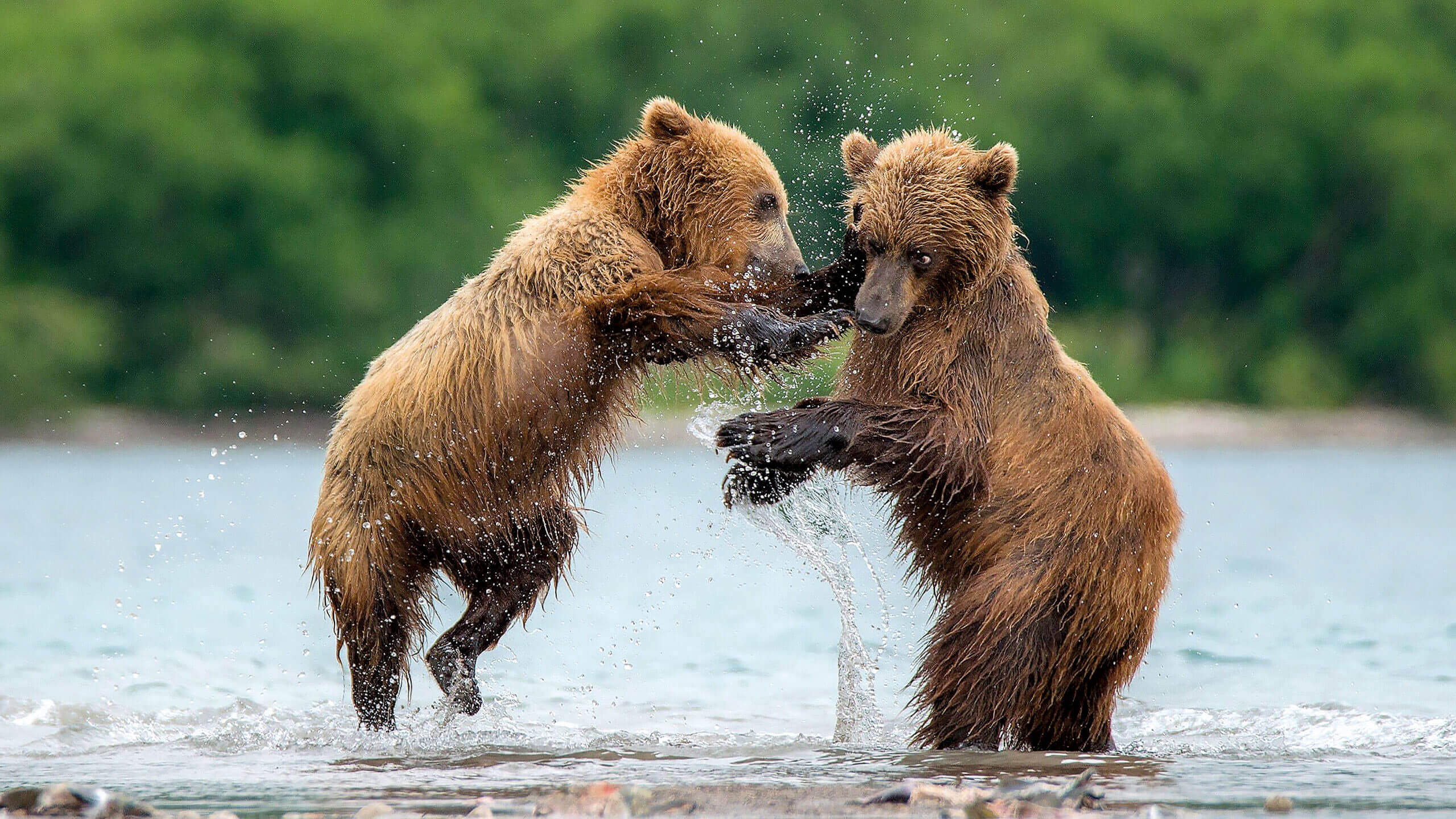 bears play fighting