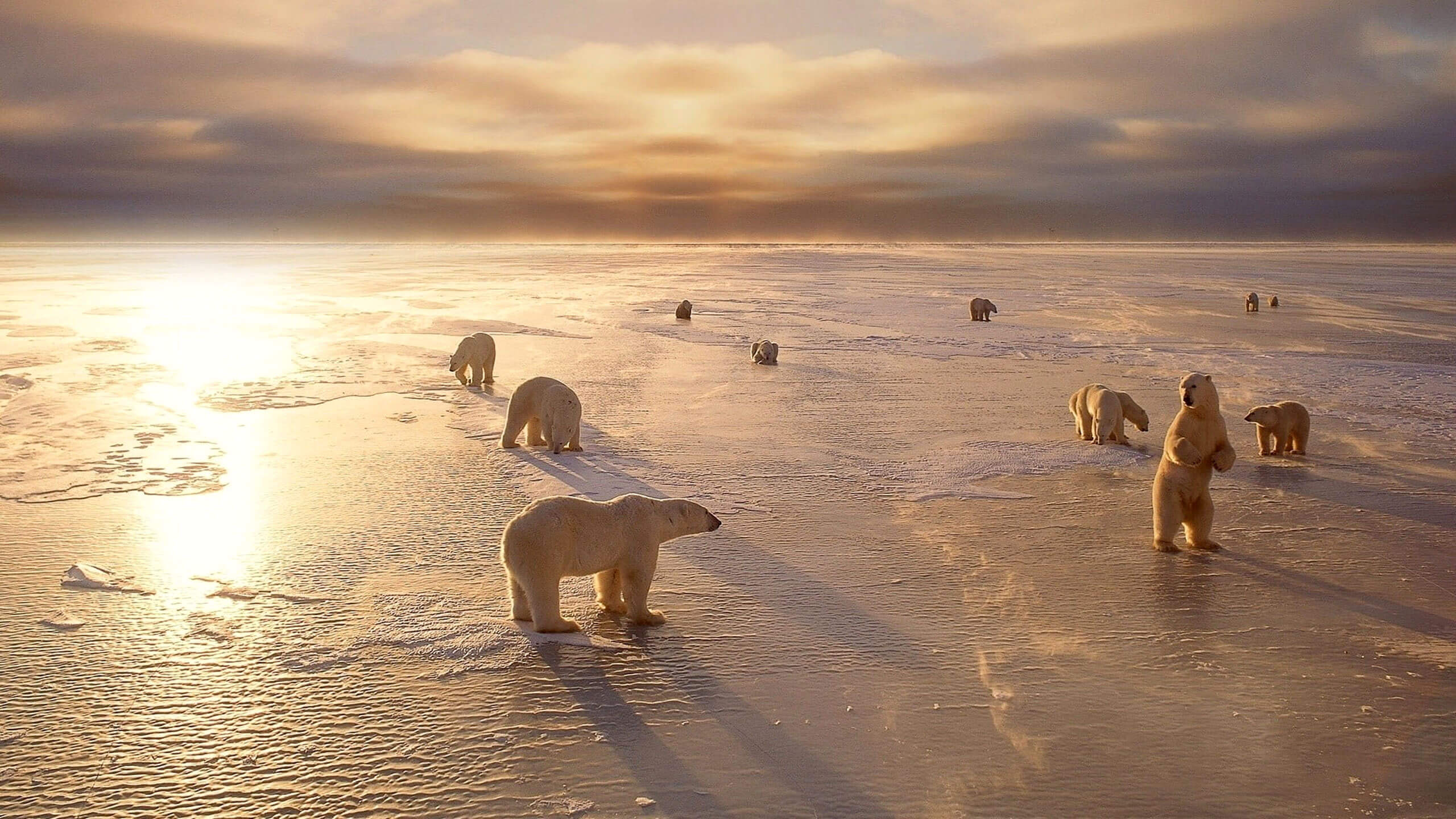 polar bears
