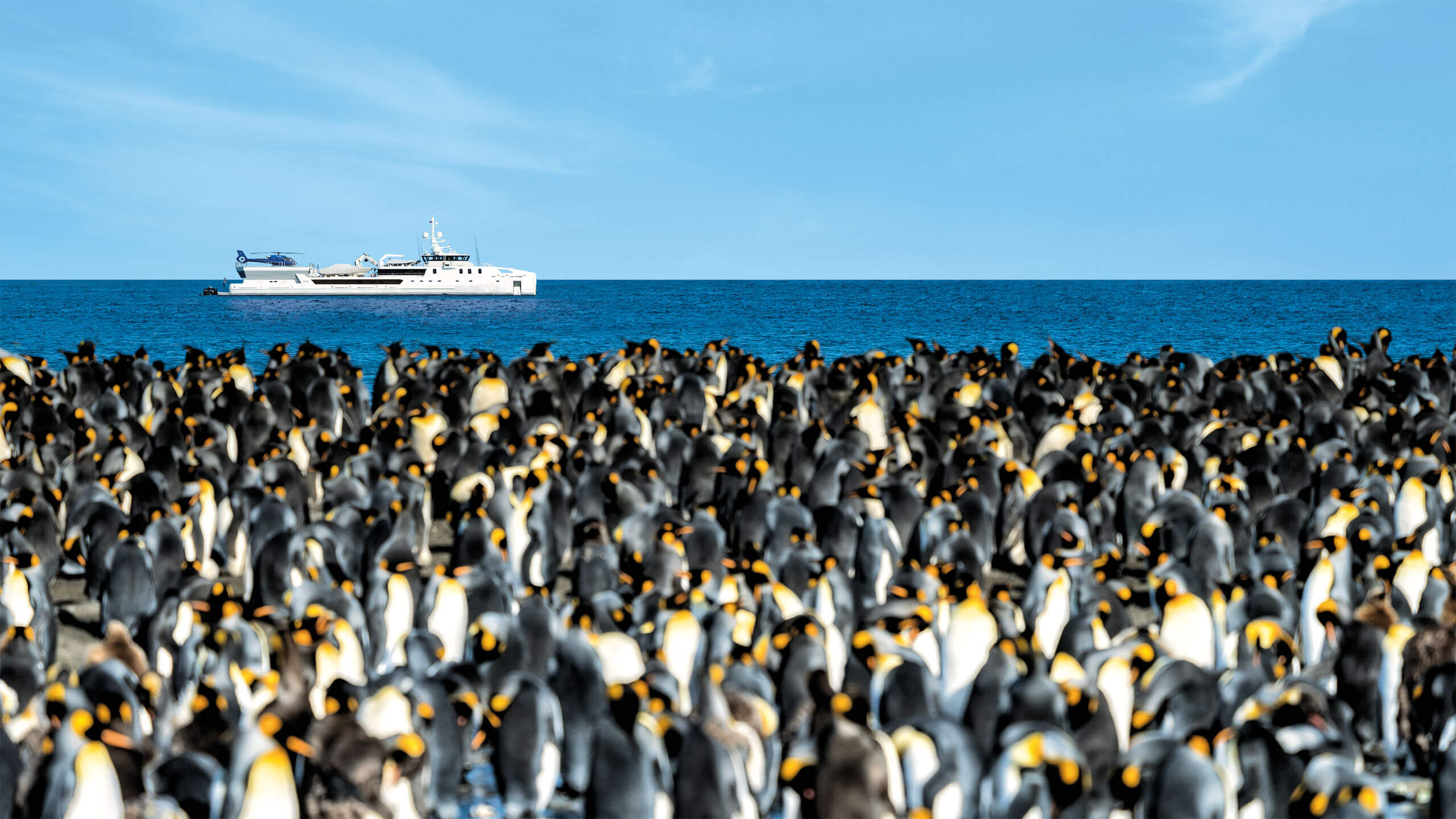 penguin