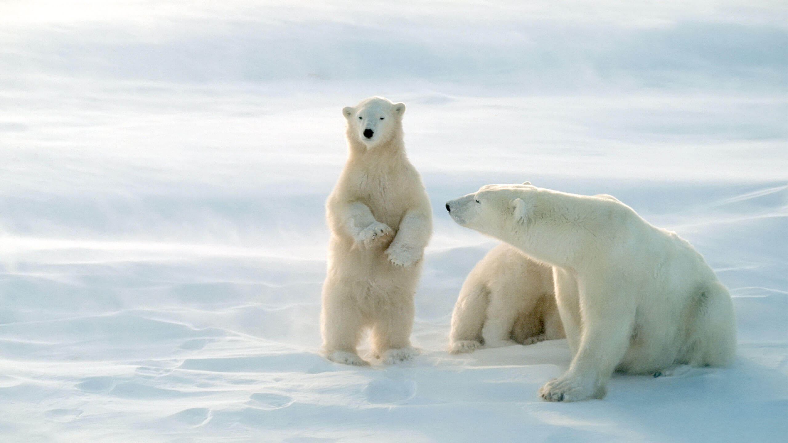 polar bears
