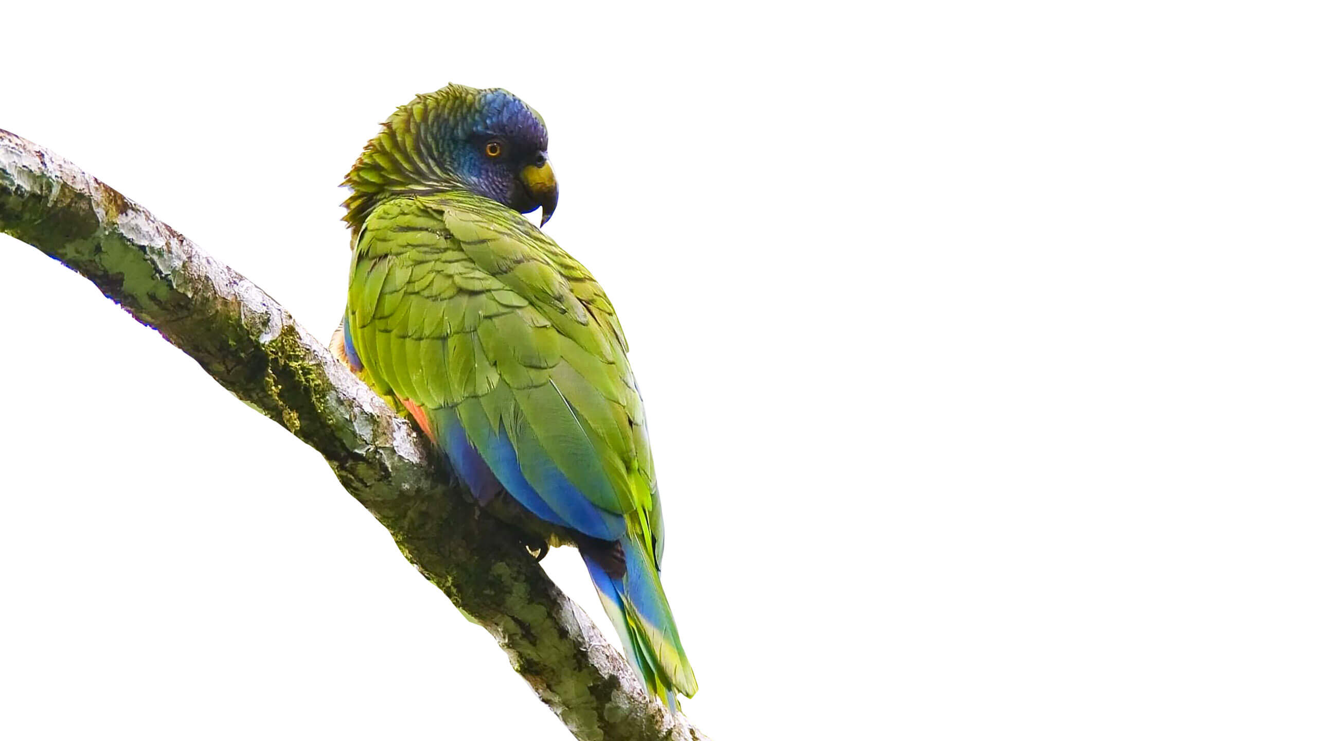Parrots of the Caribbean