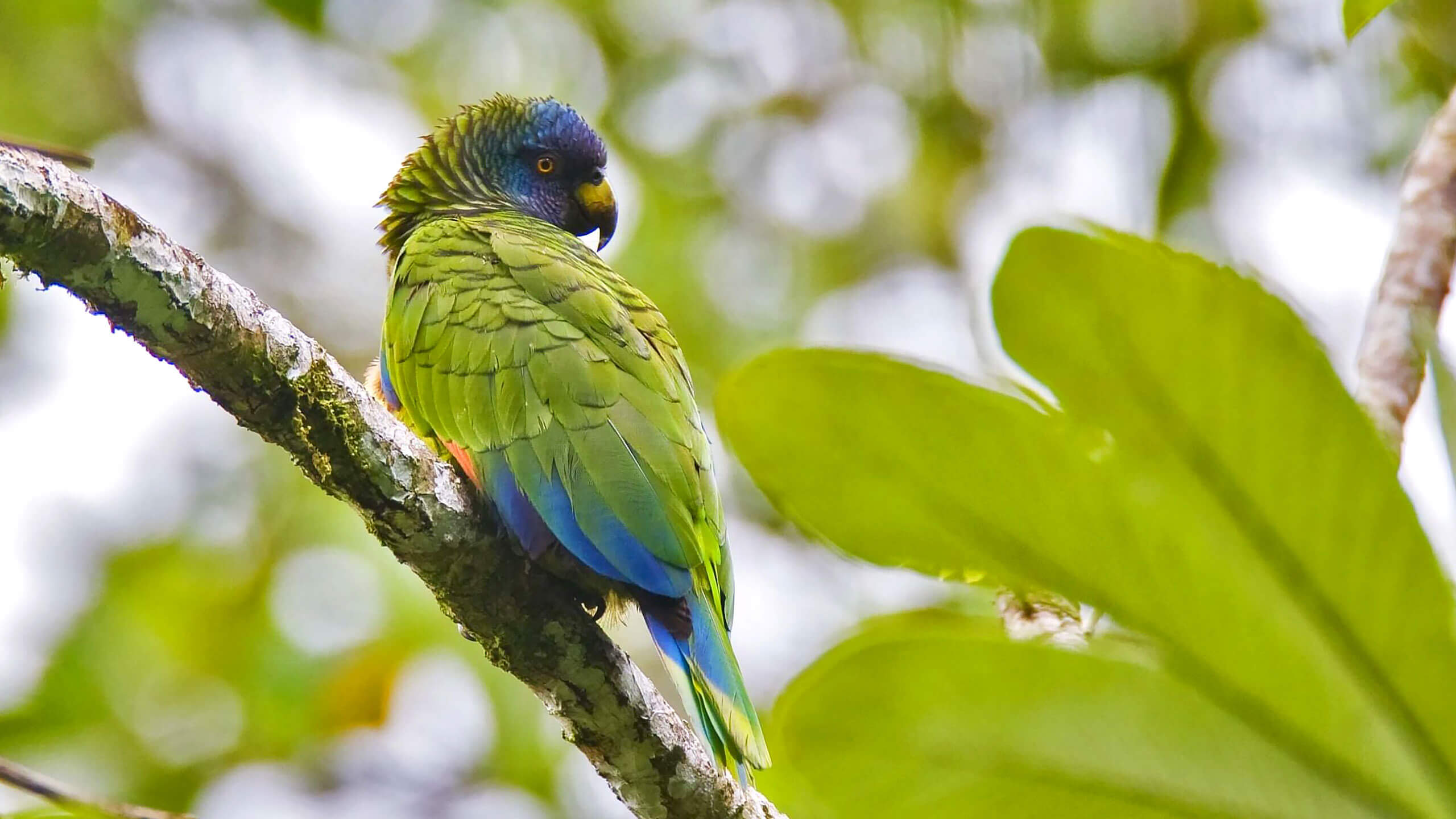 Parrots of the Caribbean