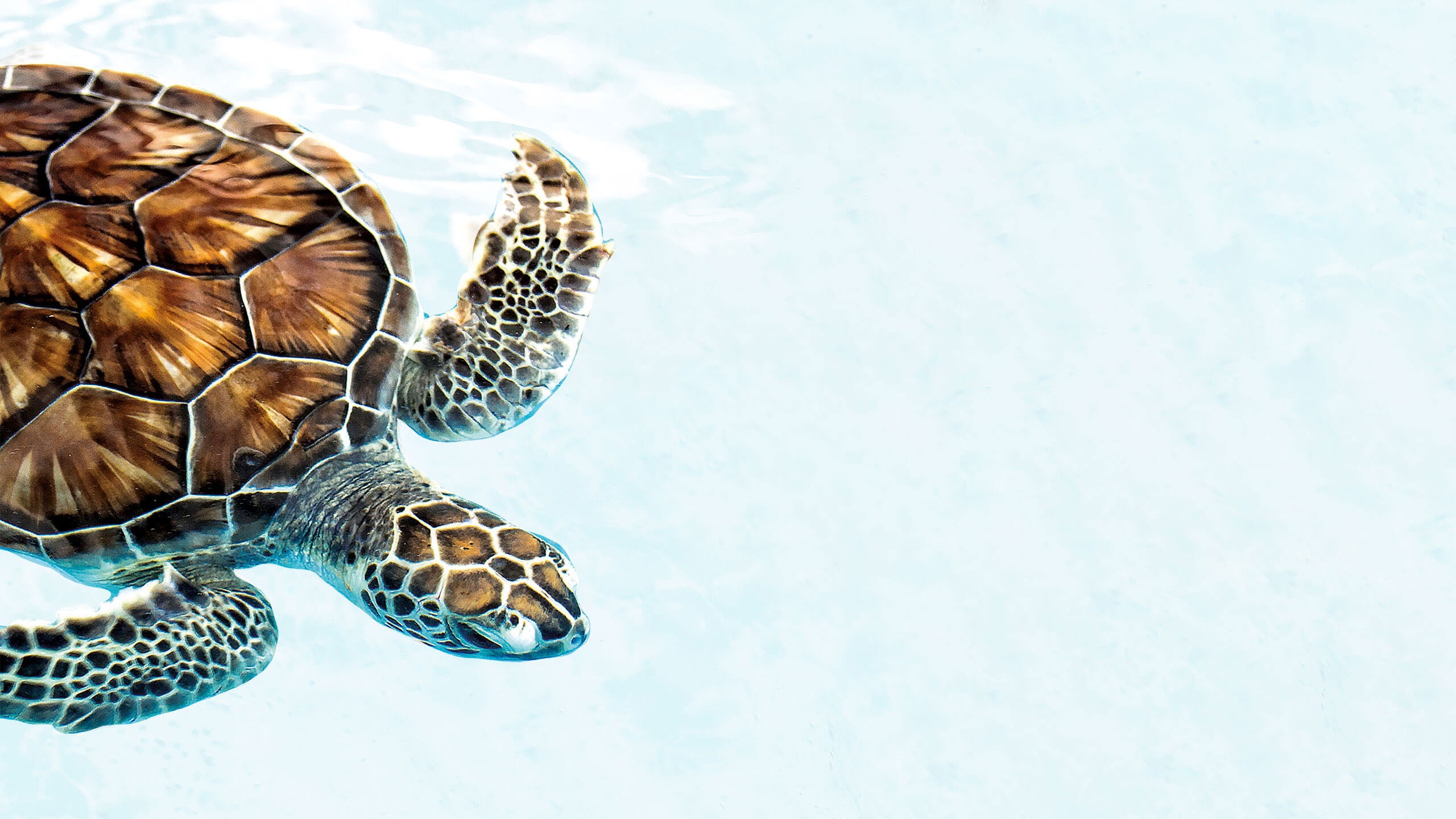turtle in the sea