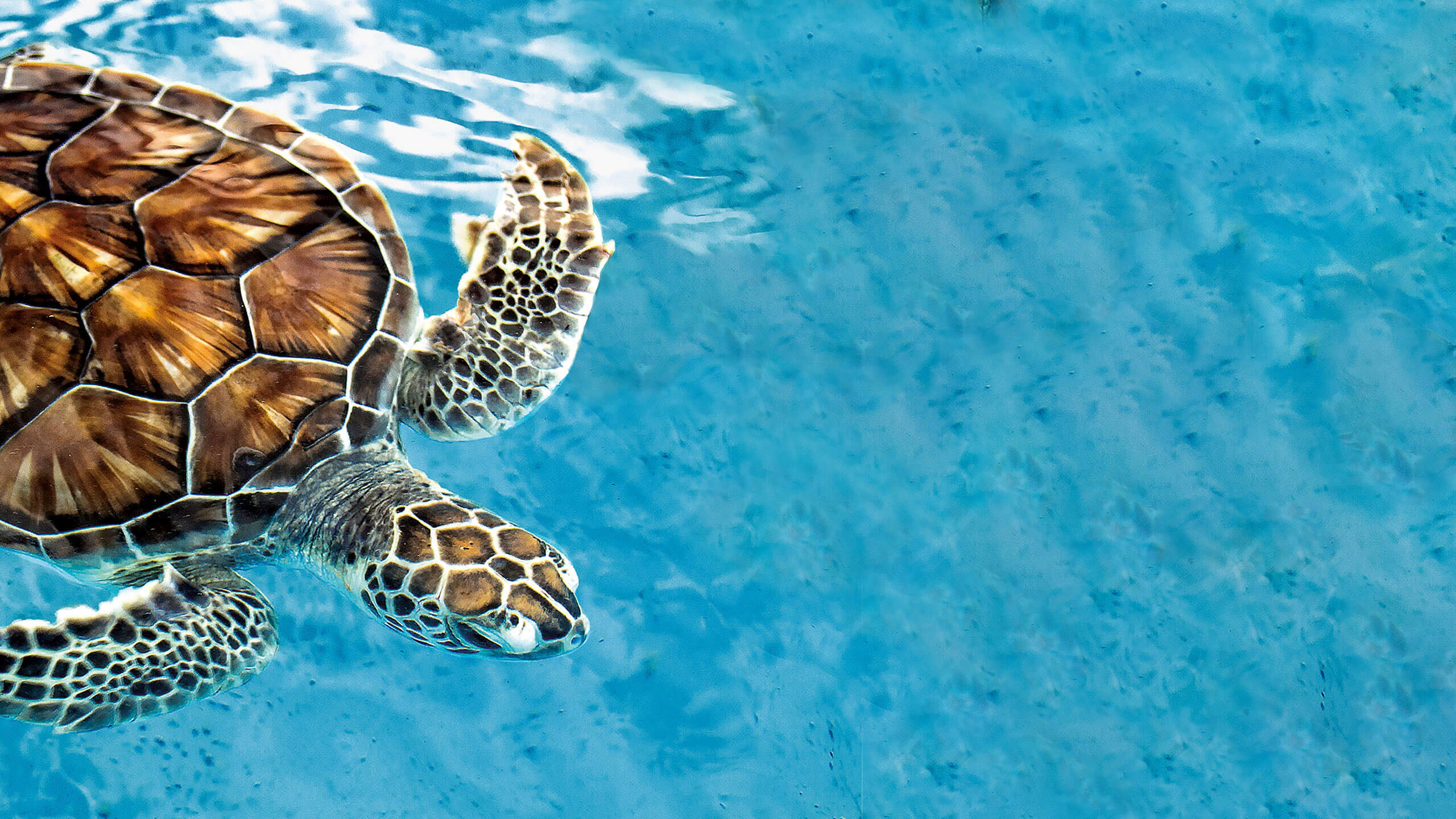 turtle in the sea