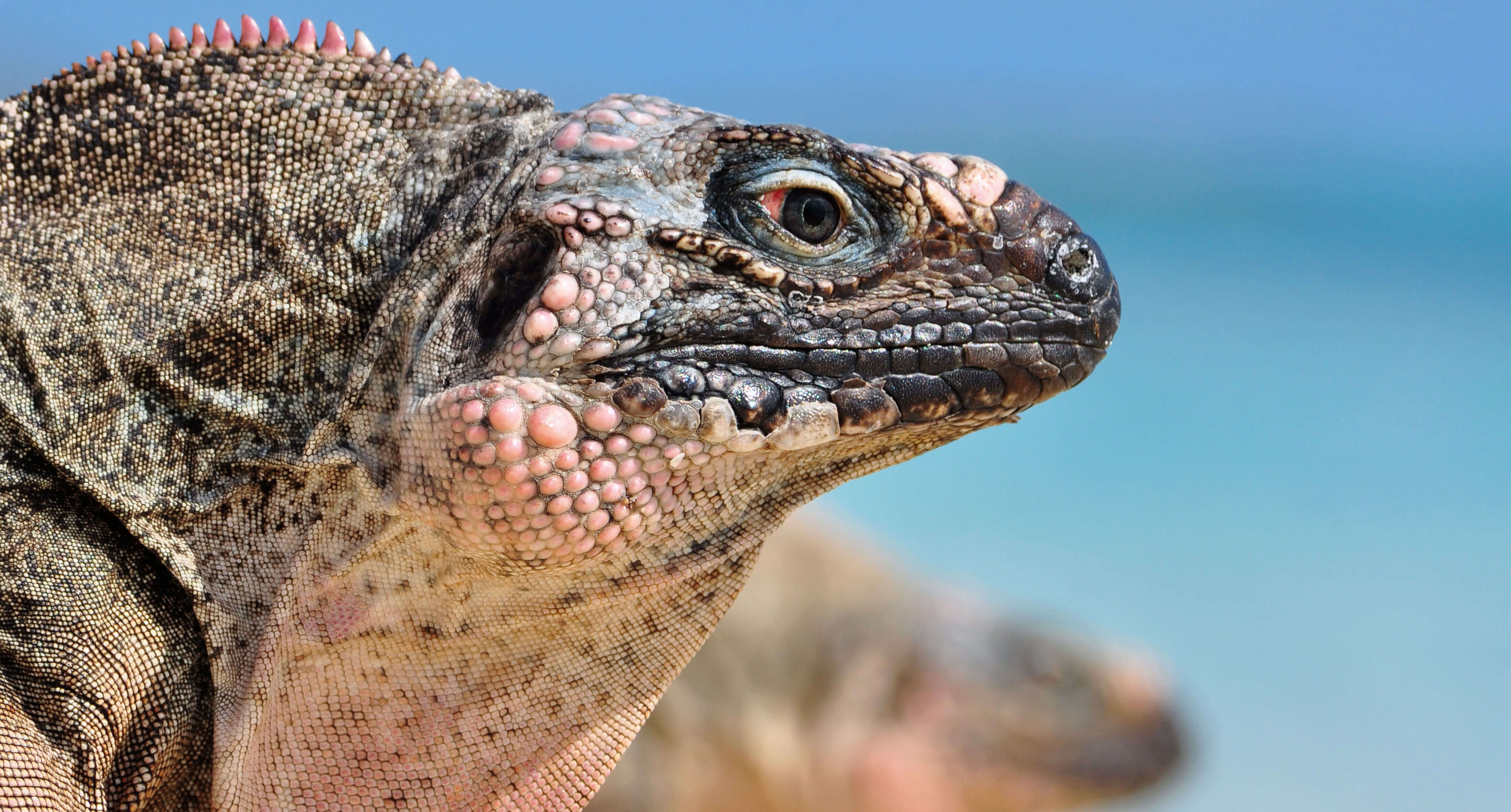iguana