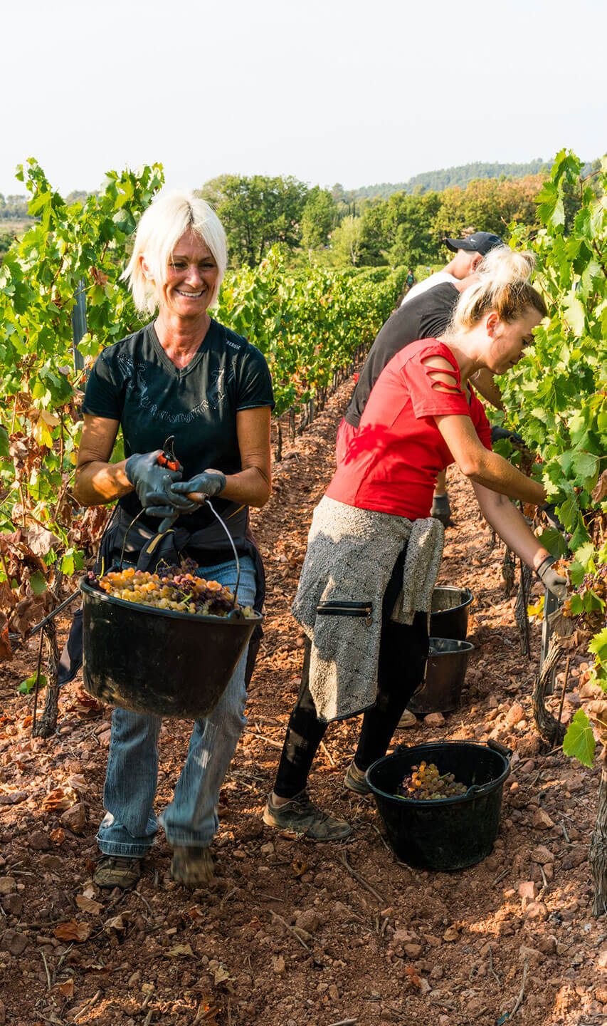 vineyard pickers