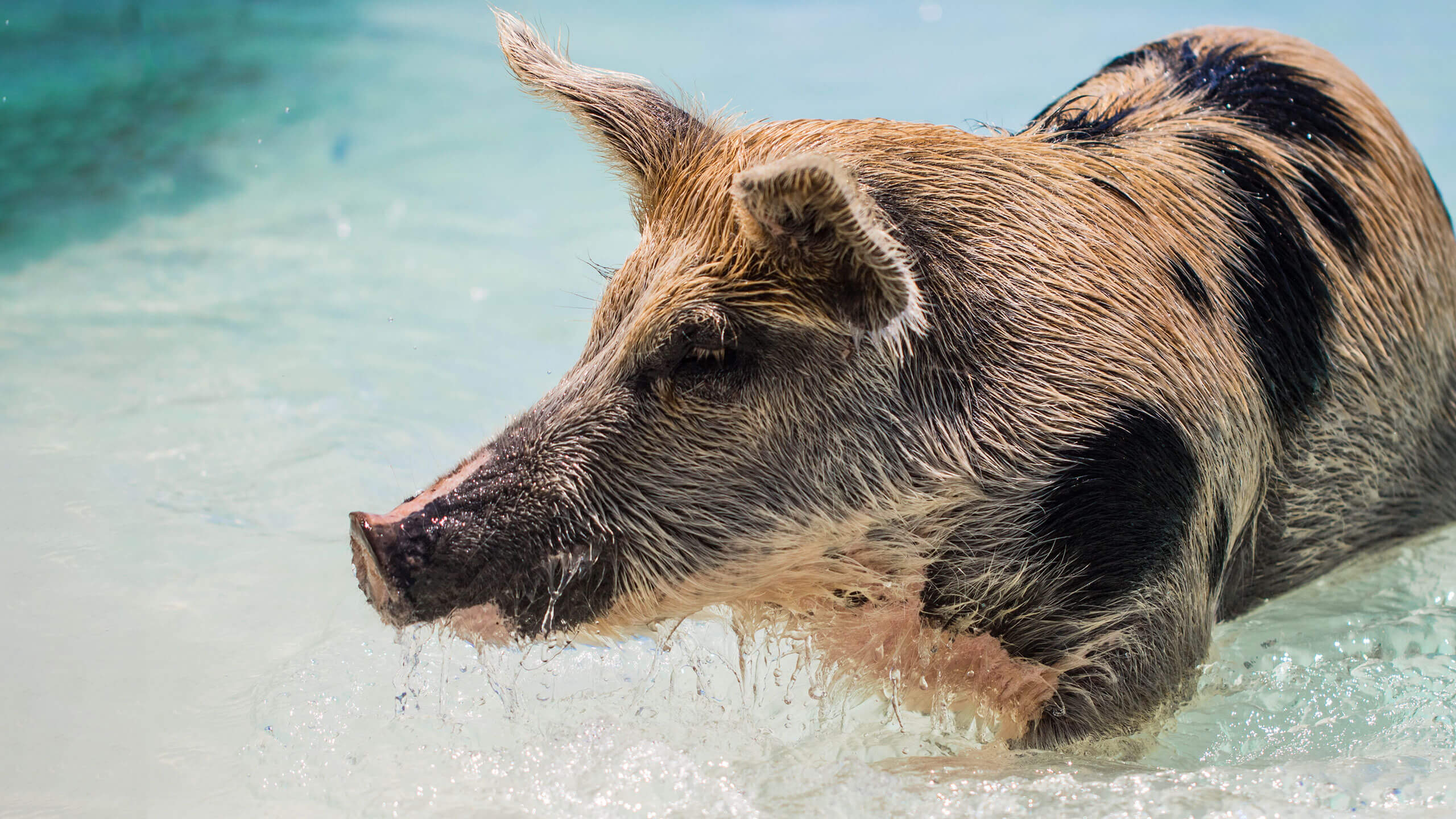 pig