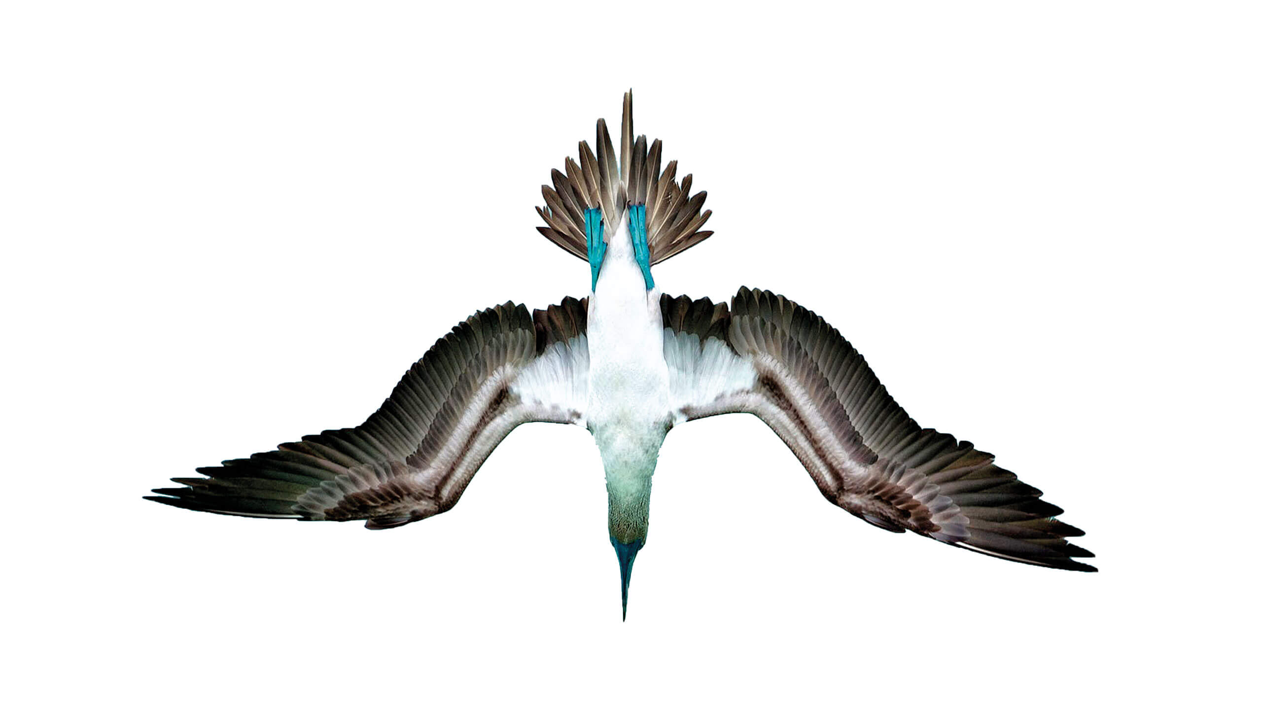 BLUE-FOOTED BOOBY