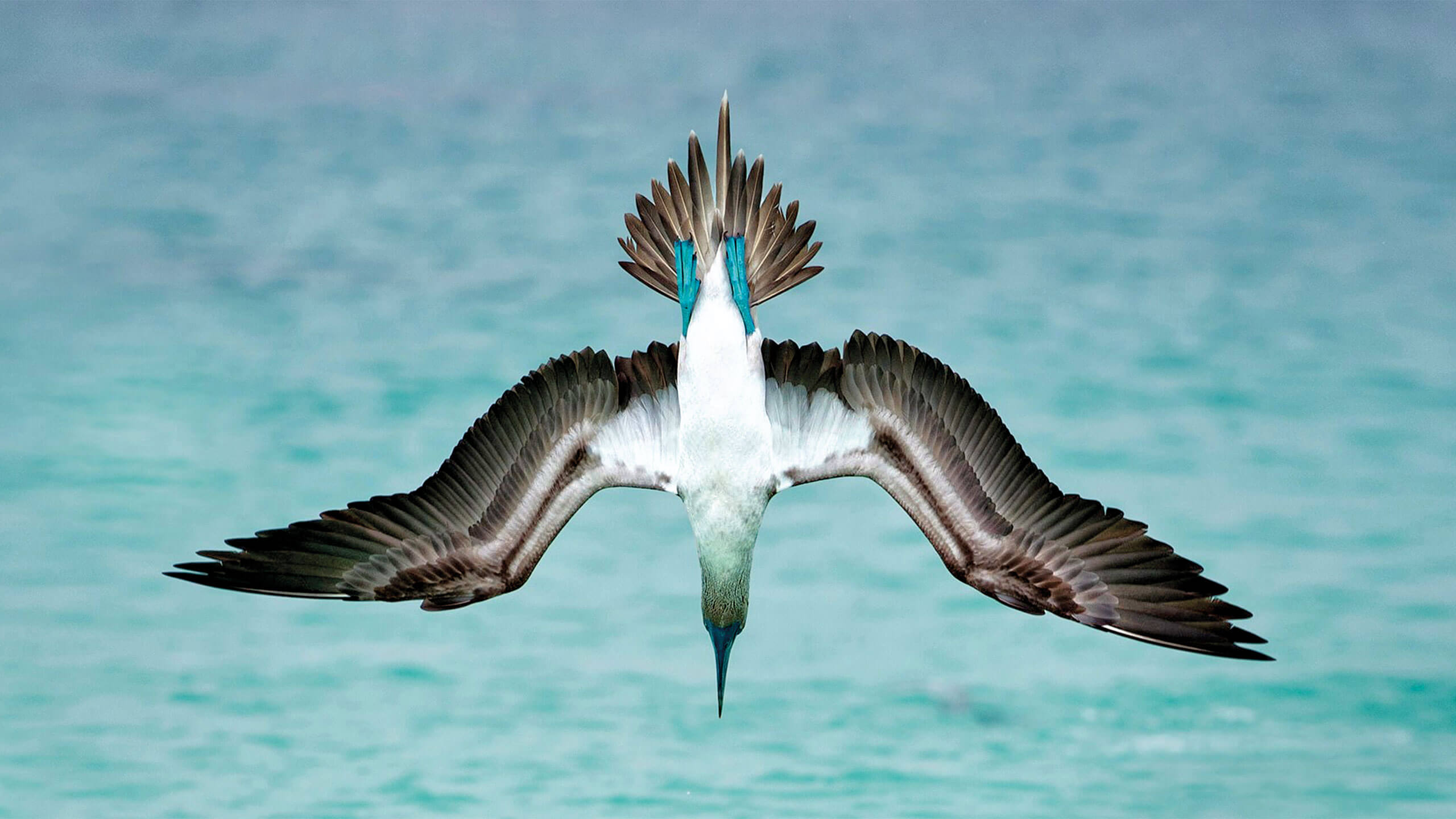 BLUE-FOOTED BOOBY