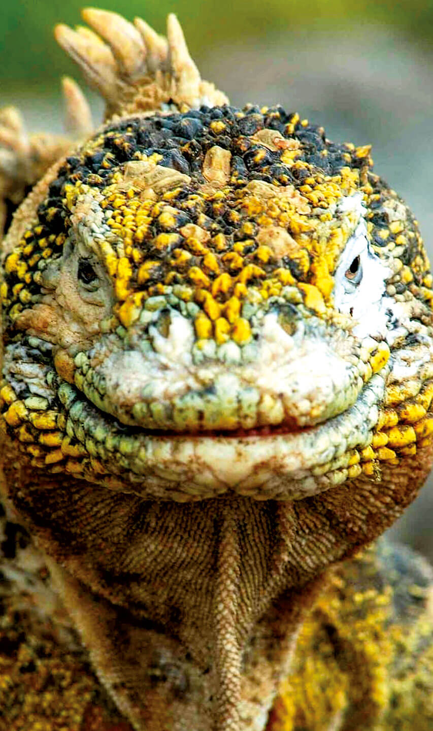 GALAPAGOS