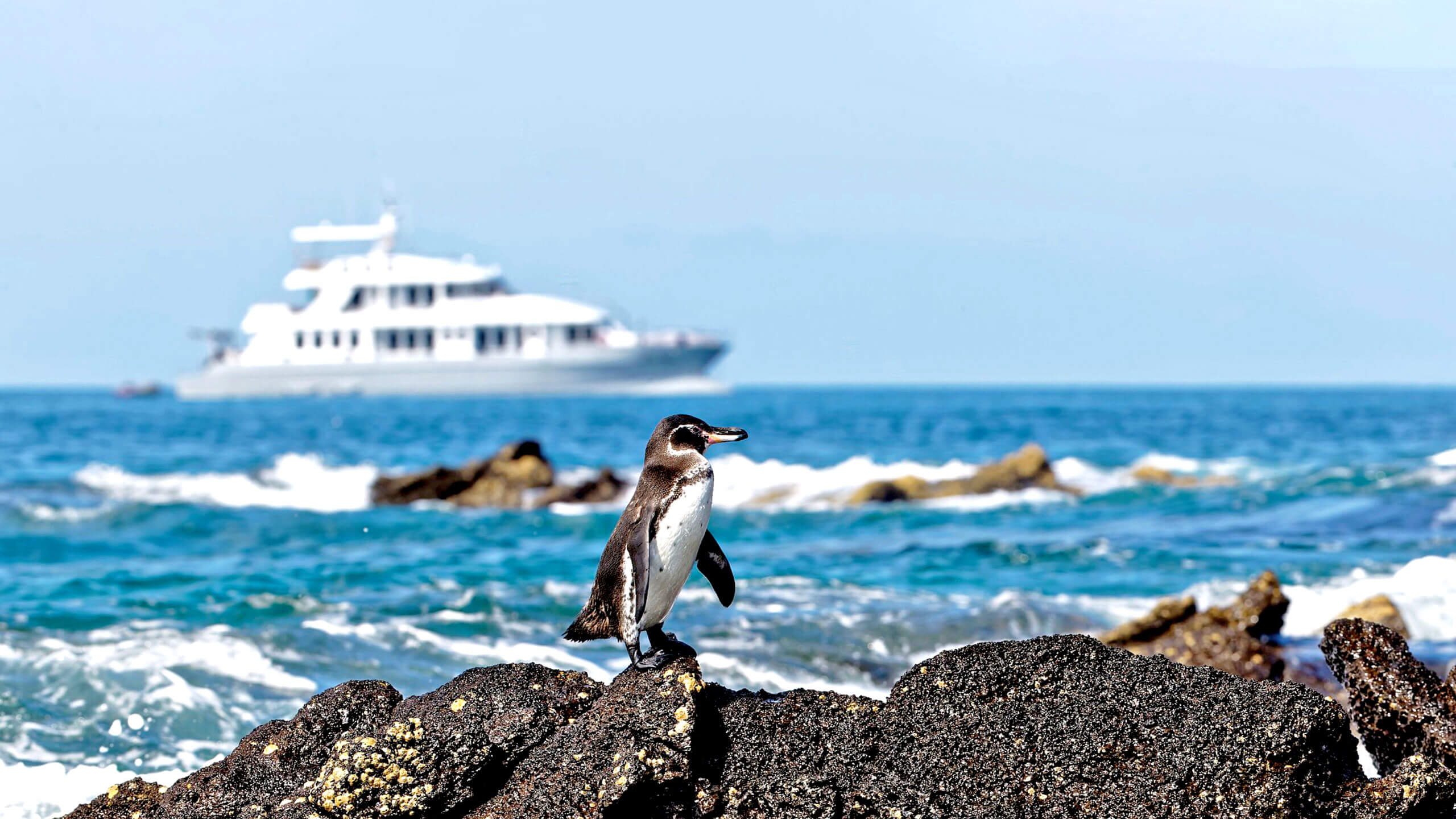 Trek across volcanoes, meet the penguins