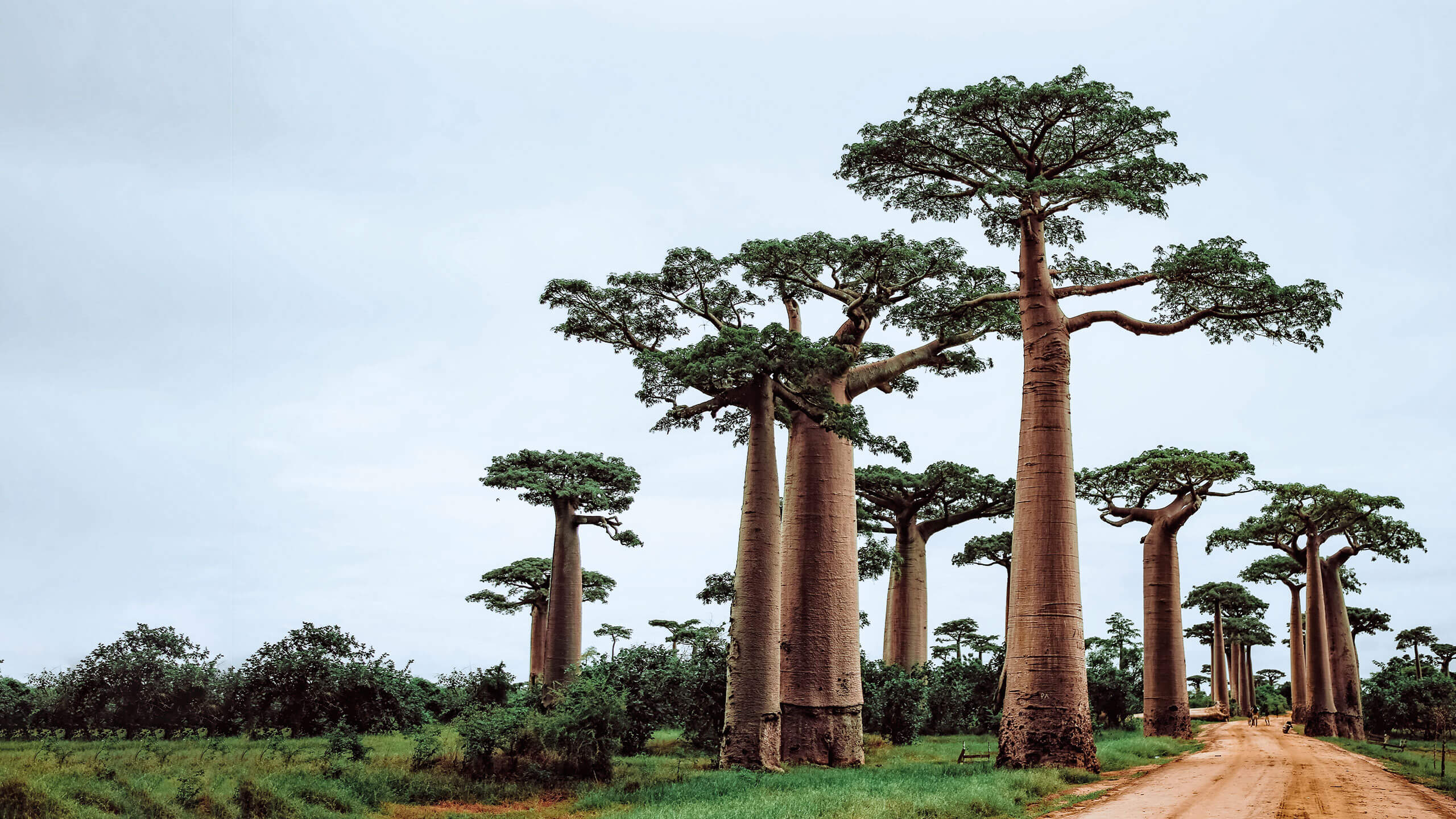 MADAGASCAR