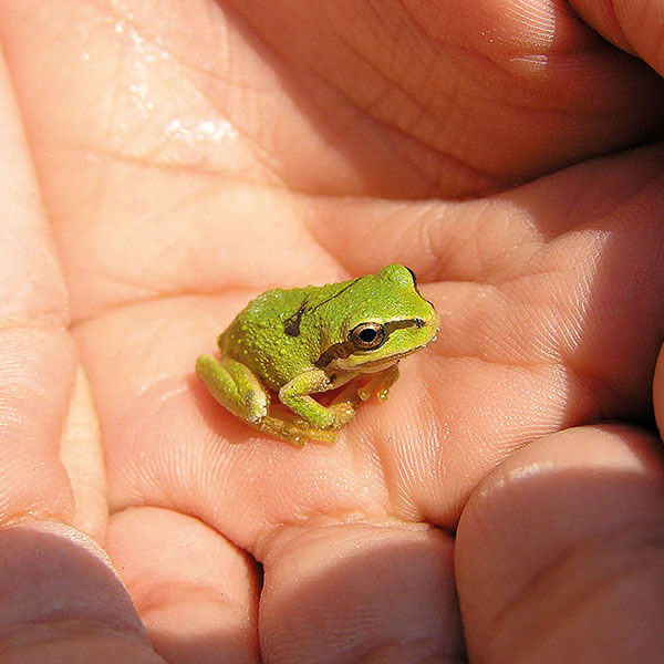 MADAGASCAR
