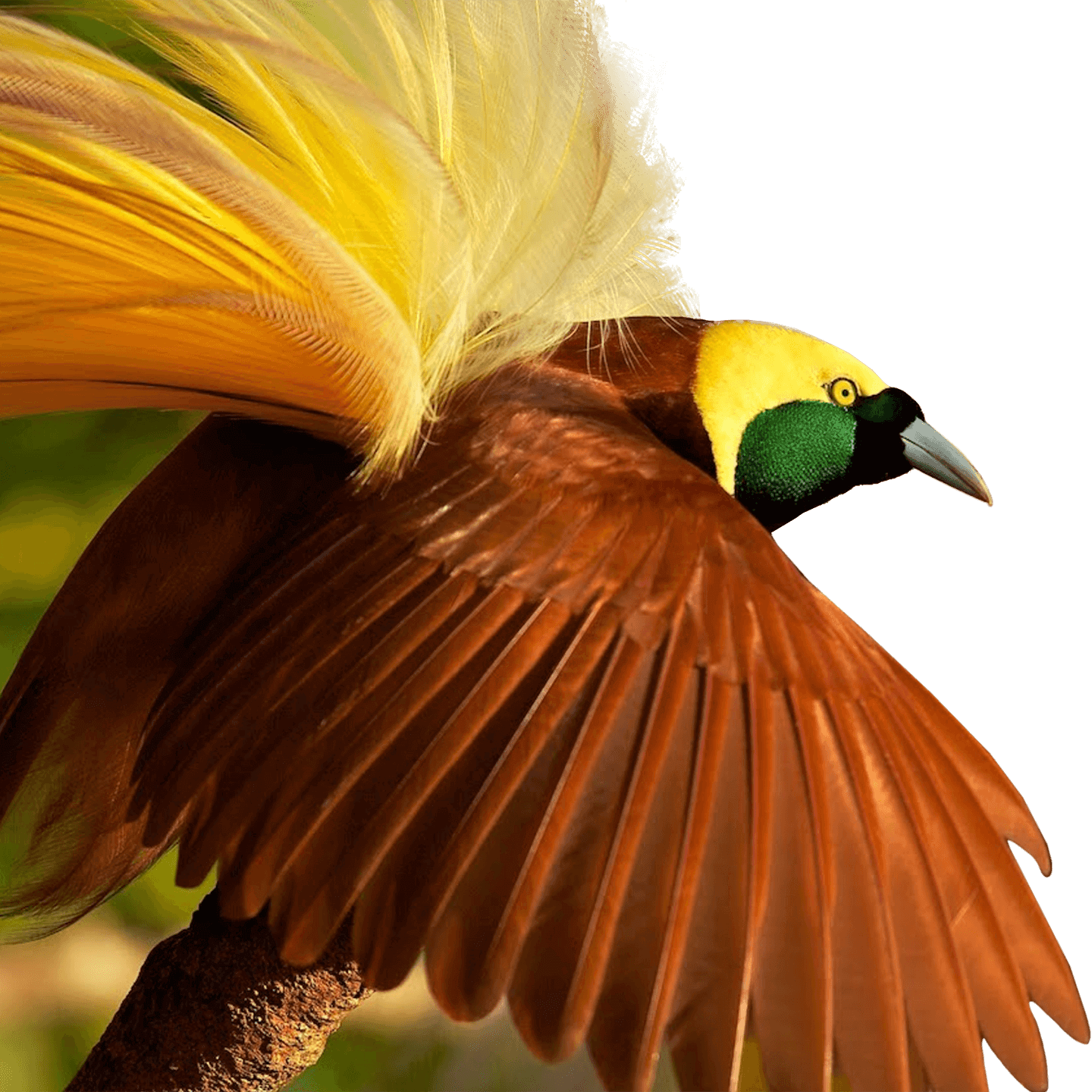bird of paradise