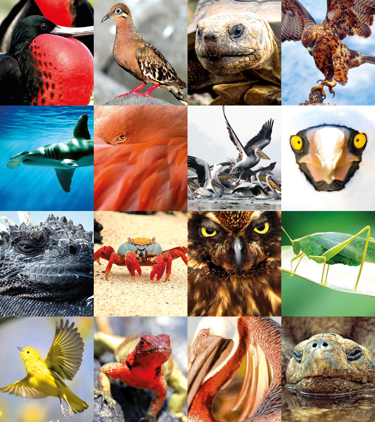 GALAPAGOS animals