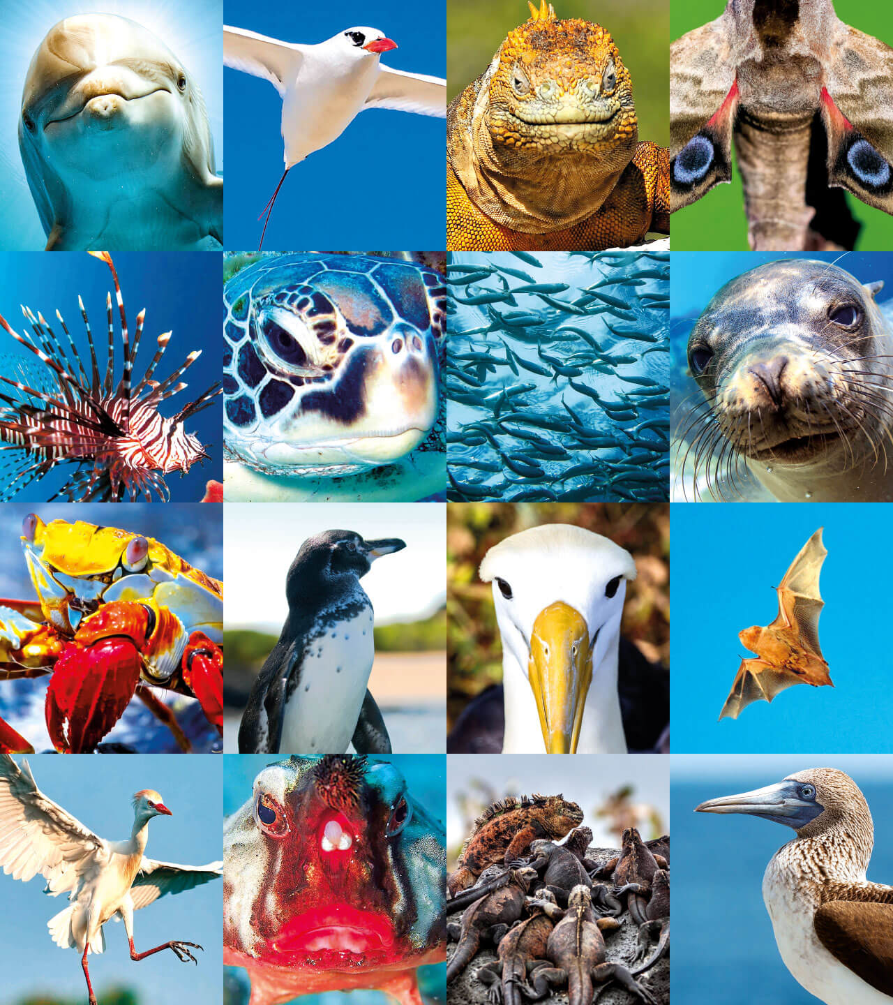 GALAPAGOS animals