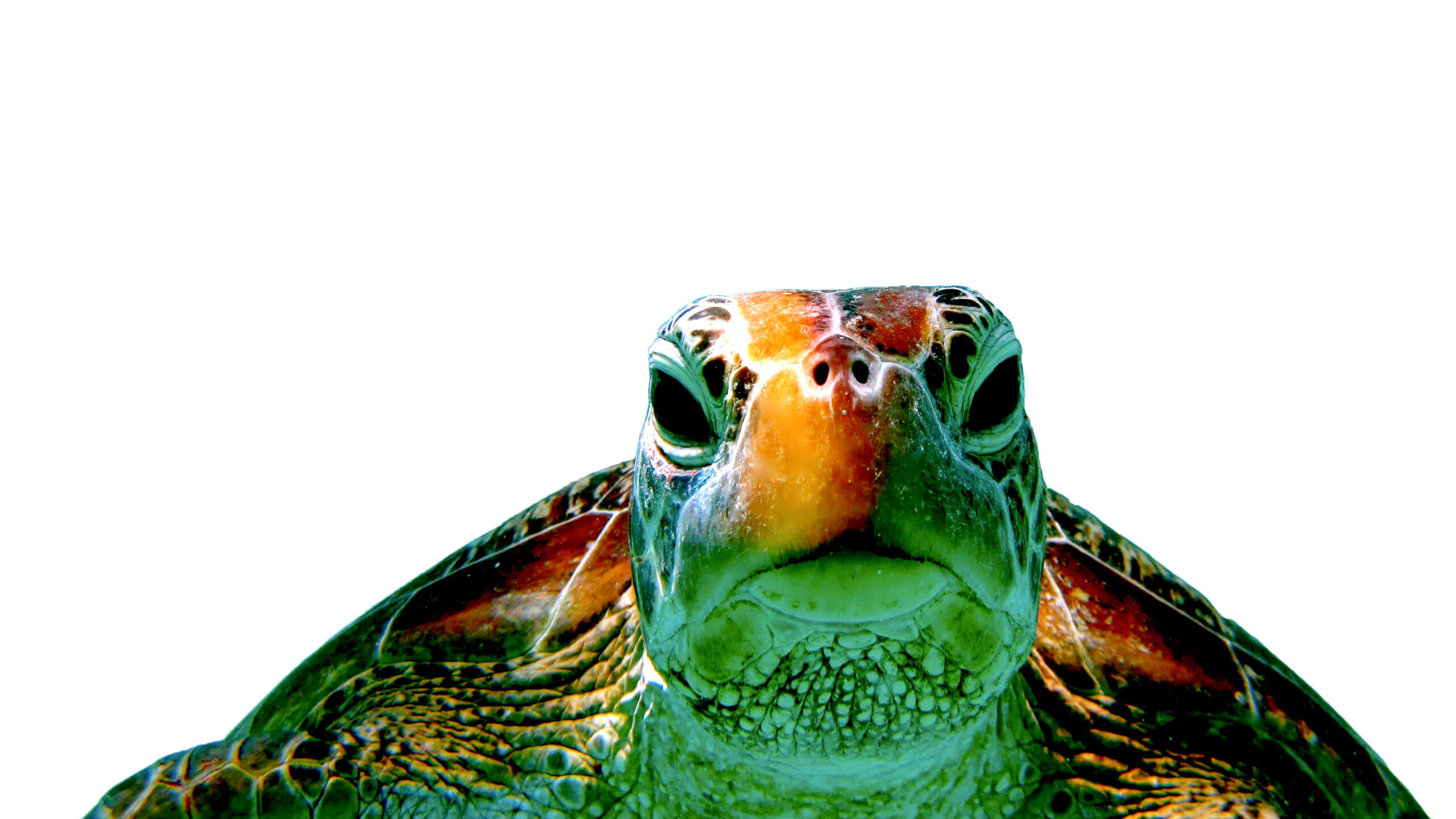 SEA TURTLE