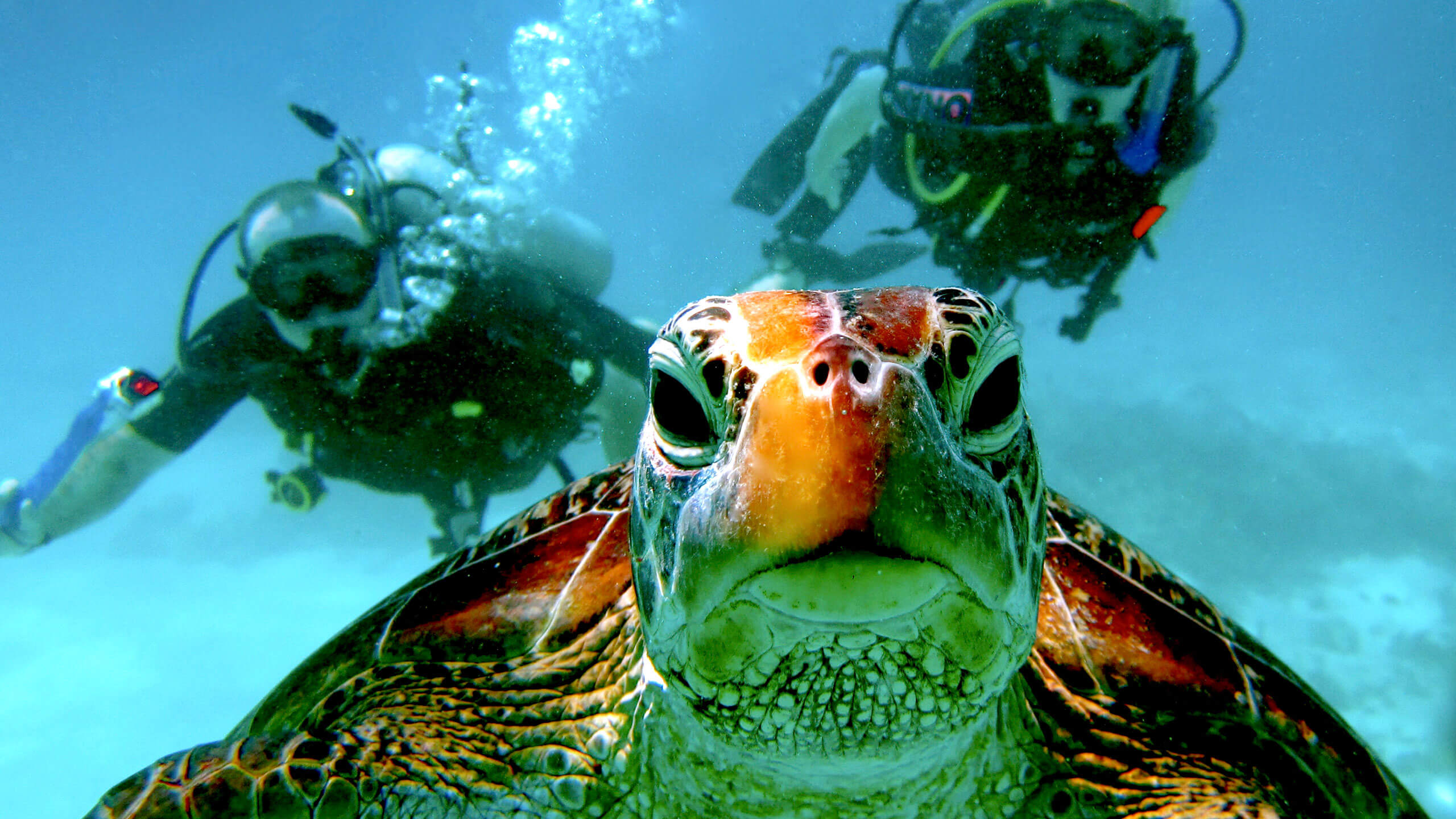 SEA TURTLE