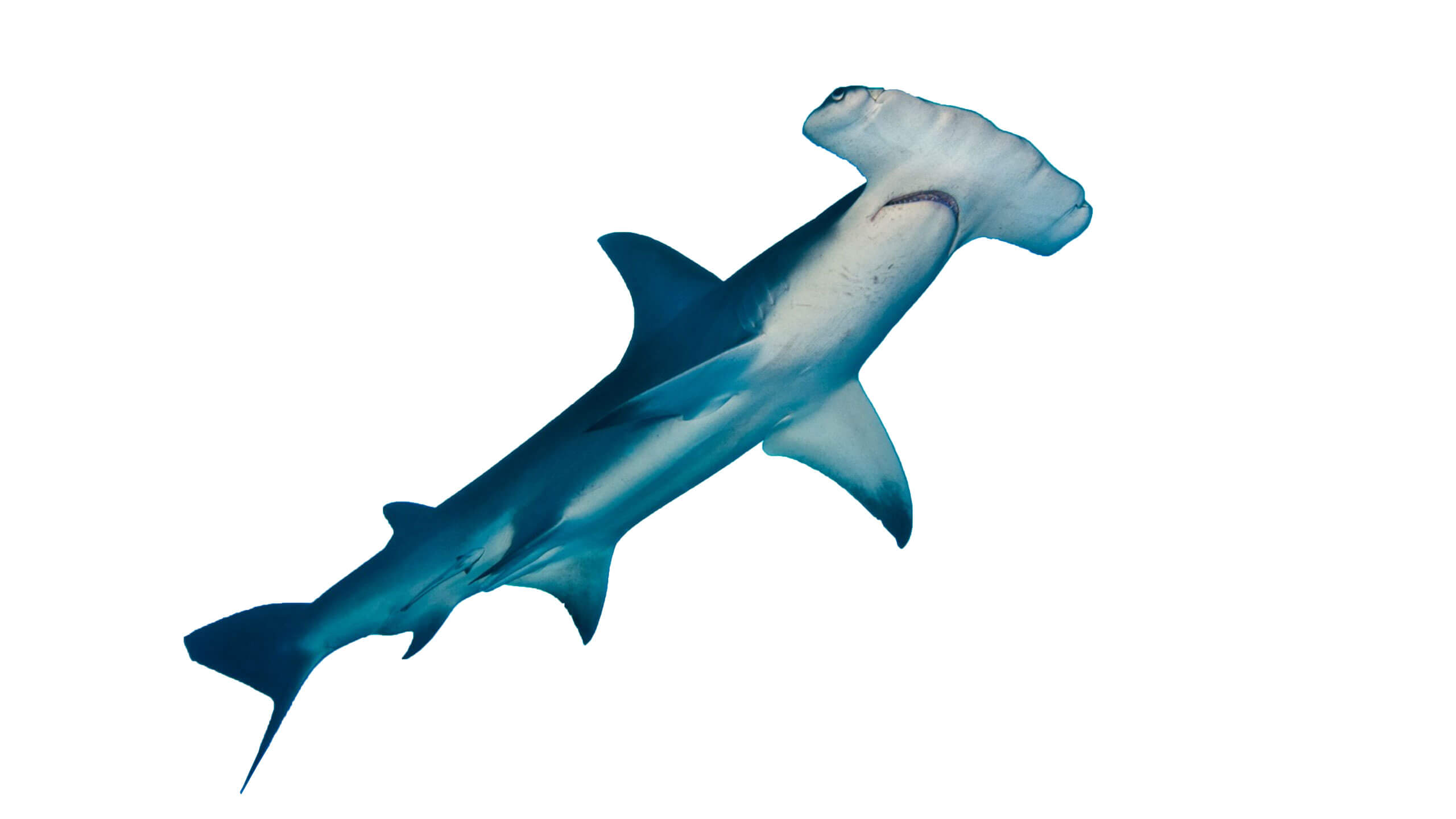 SEA TURTLE