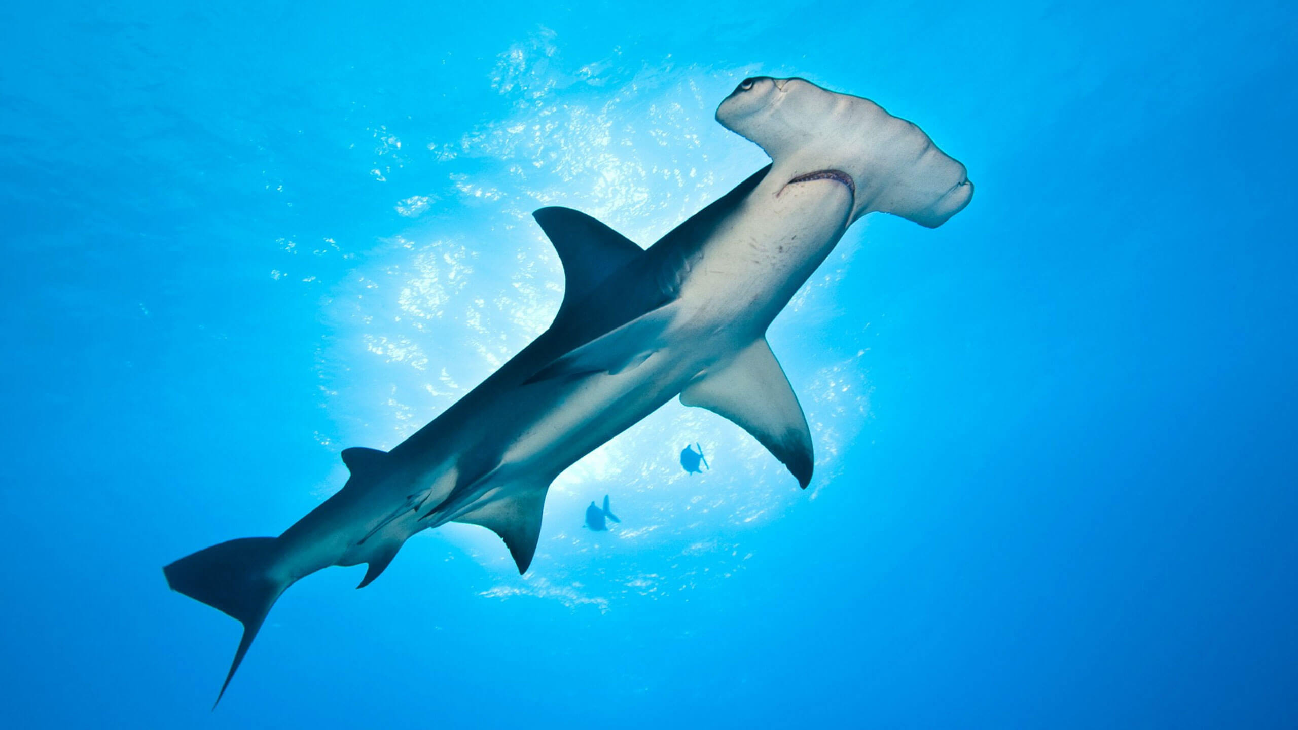 SEA TURTLE