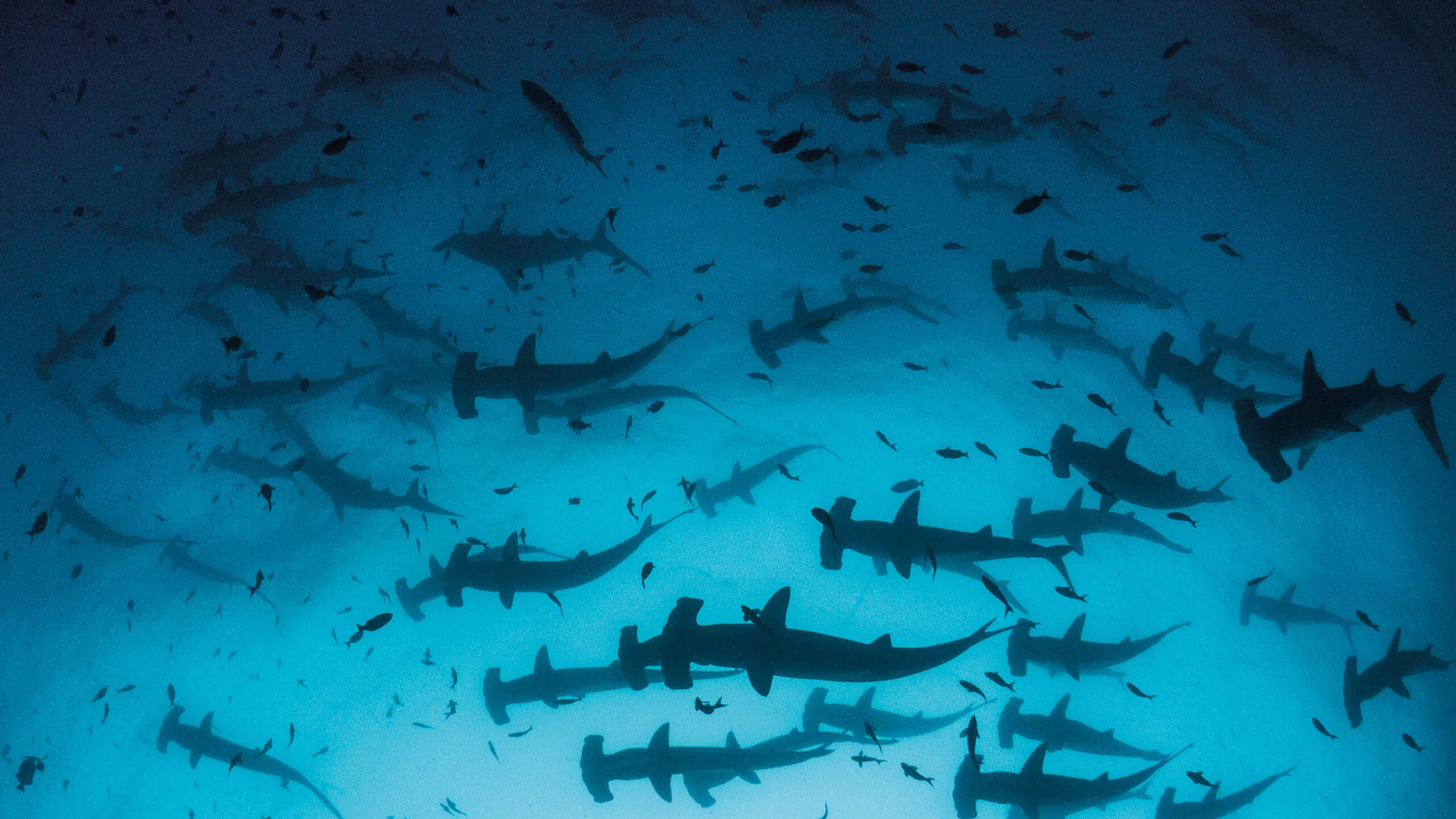 sharks in the sea