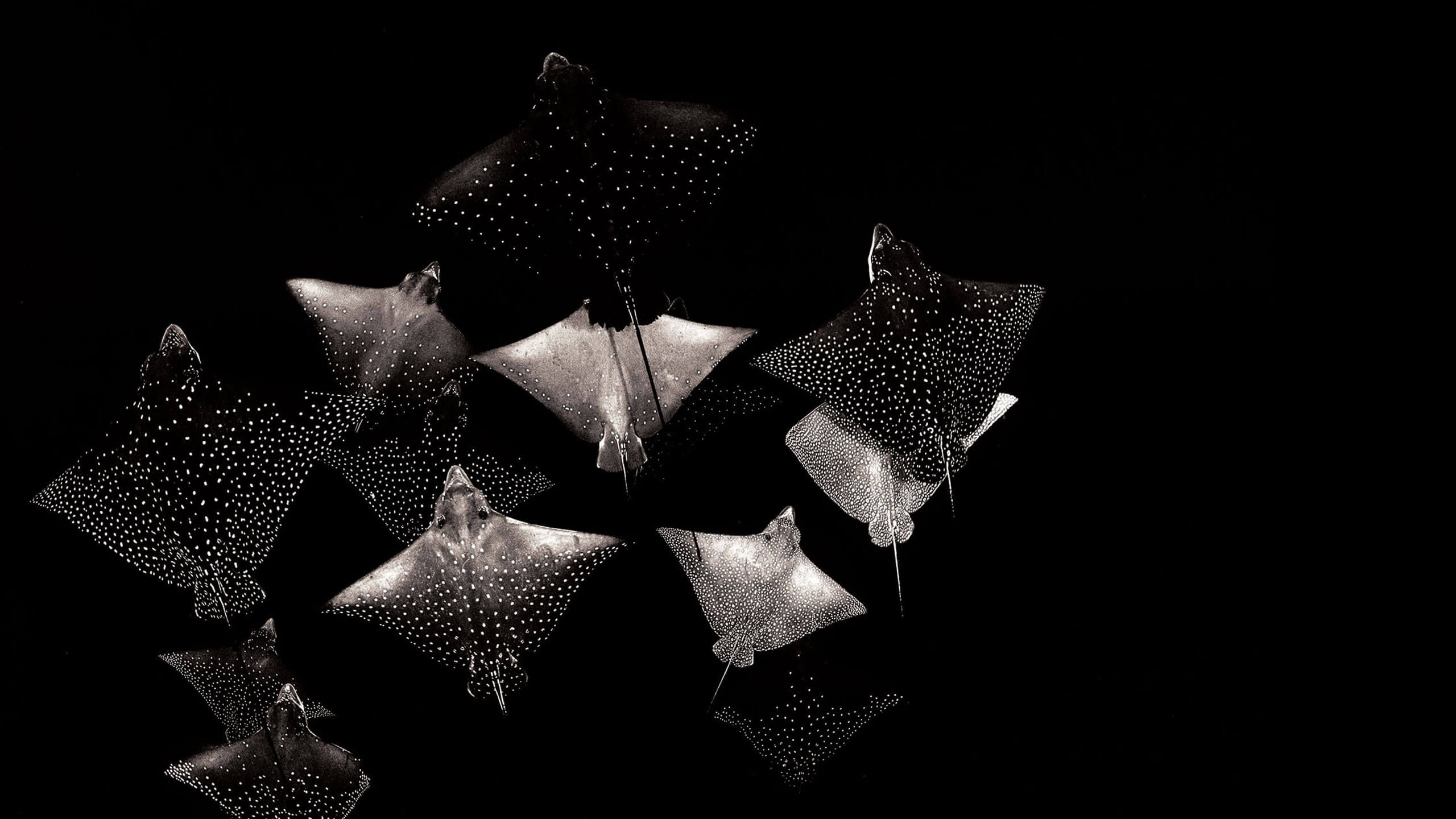 fever of stingrays