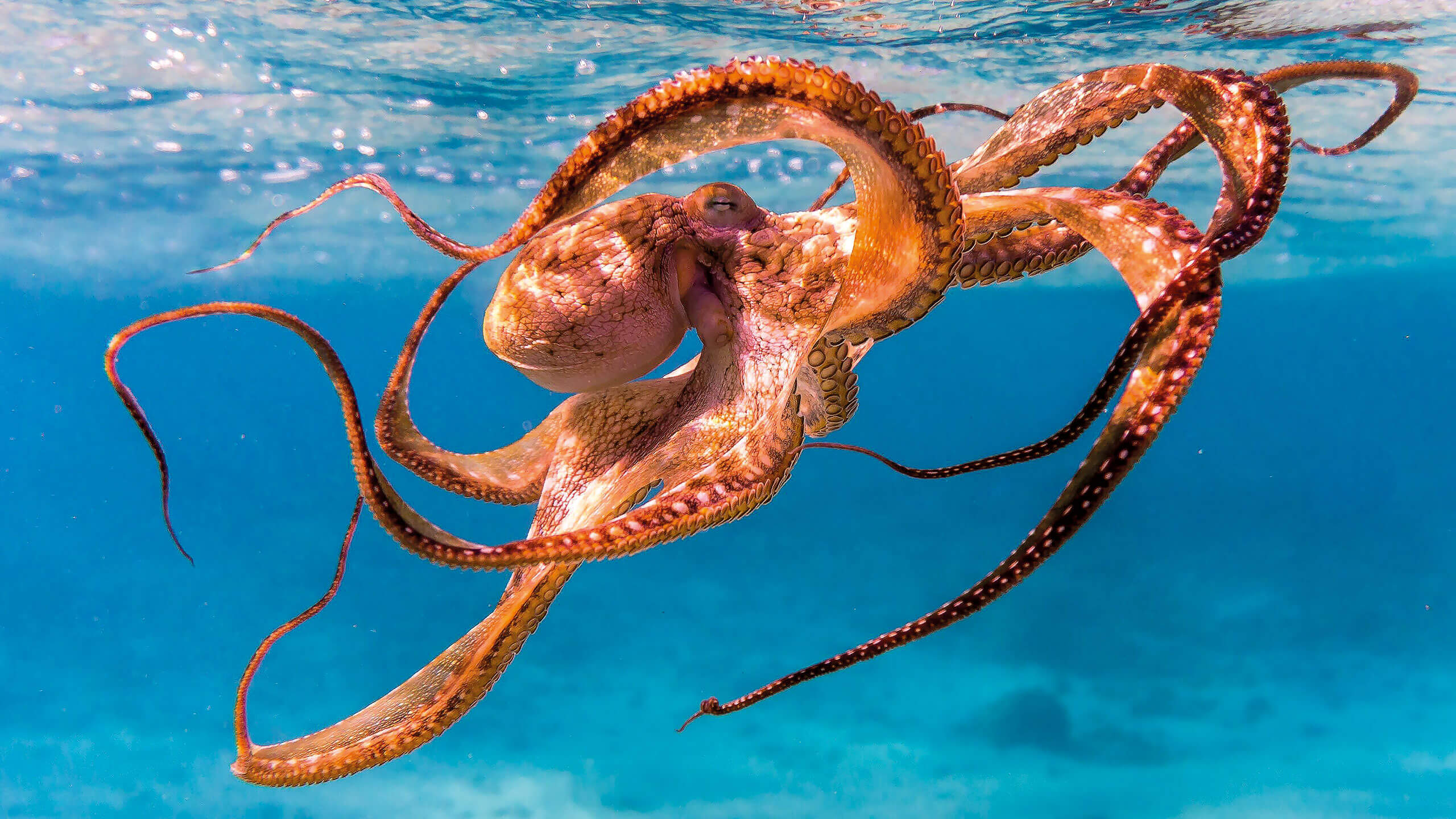octopus