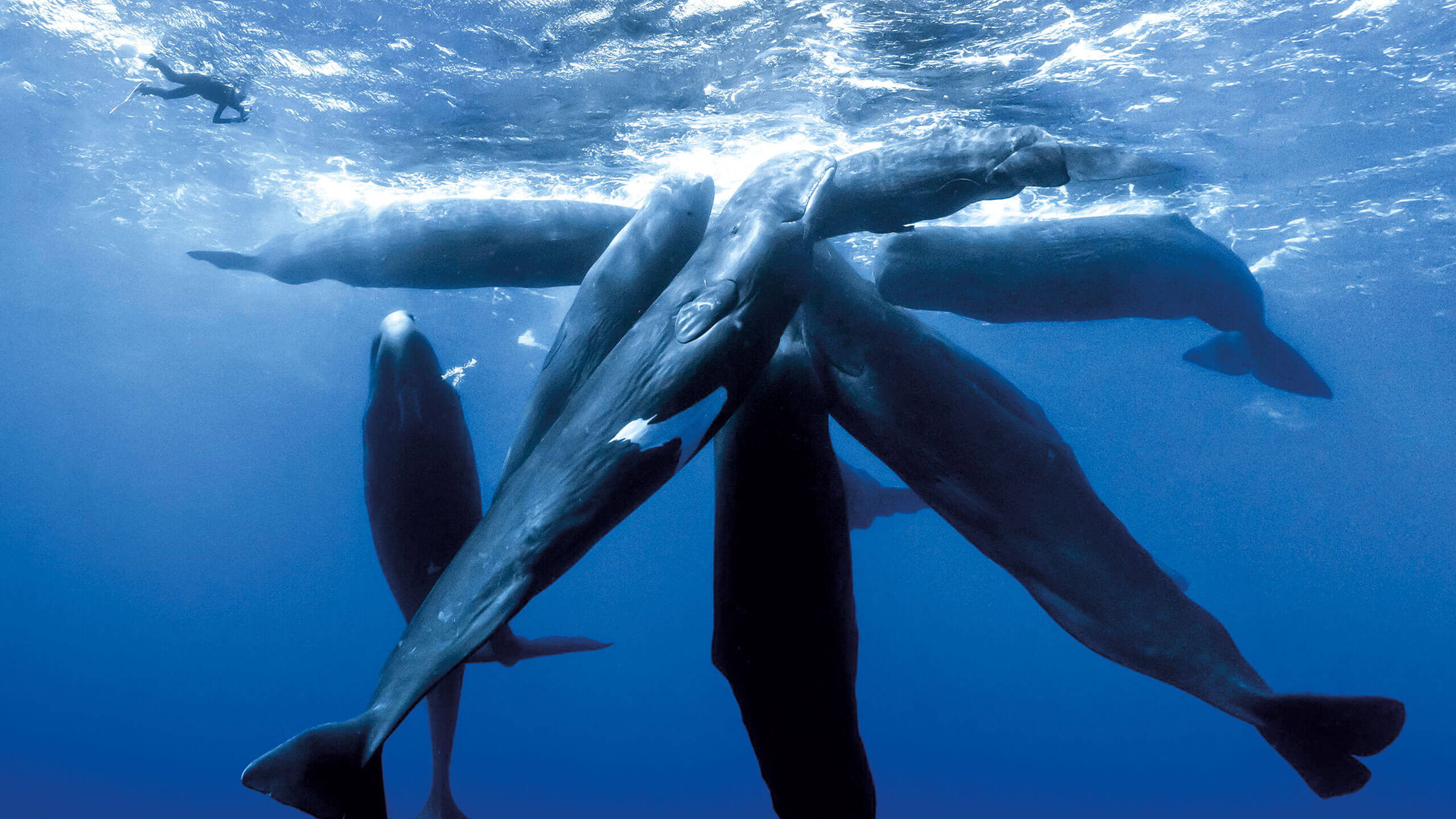 whales