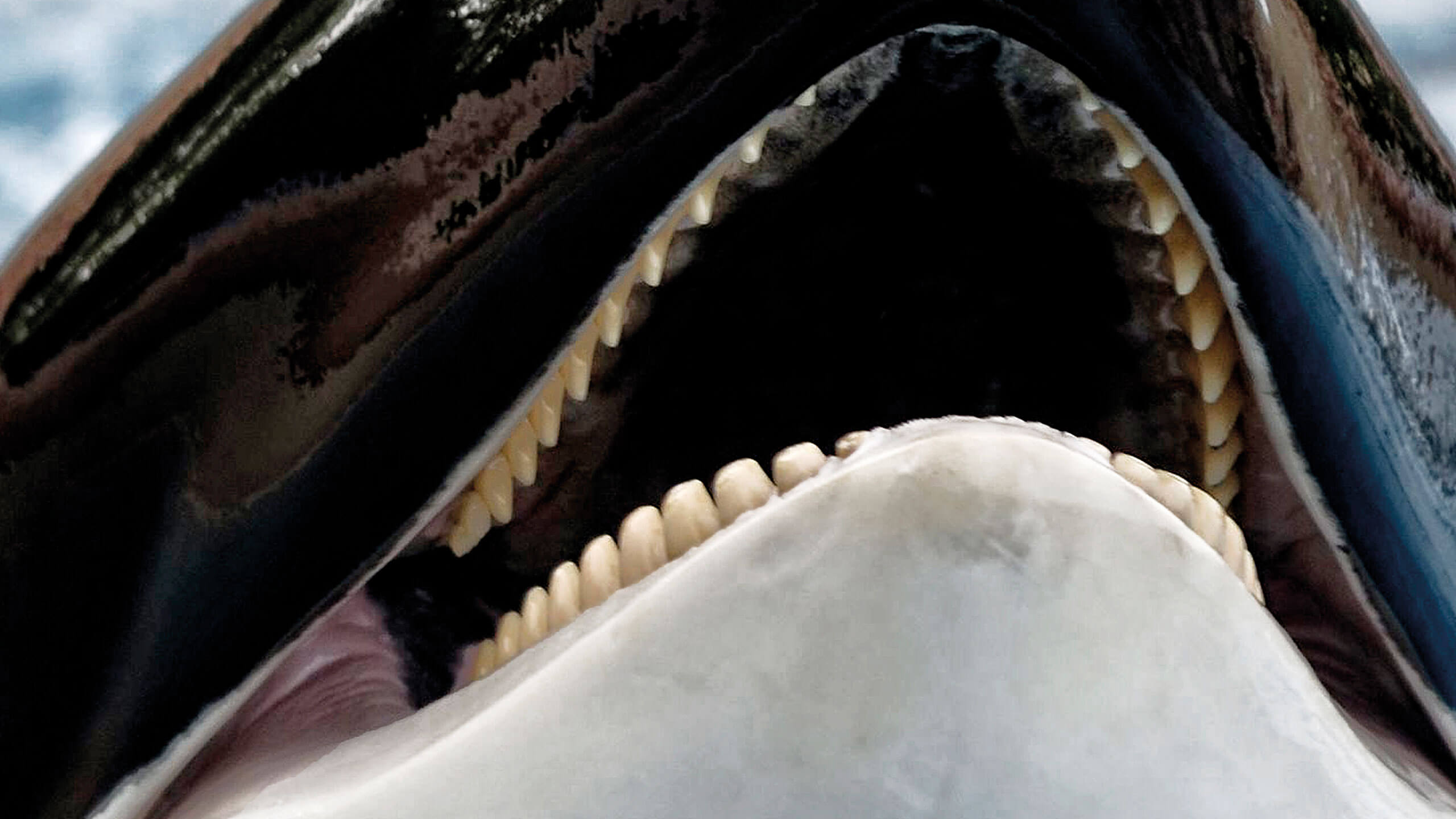 Killer Whale