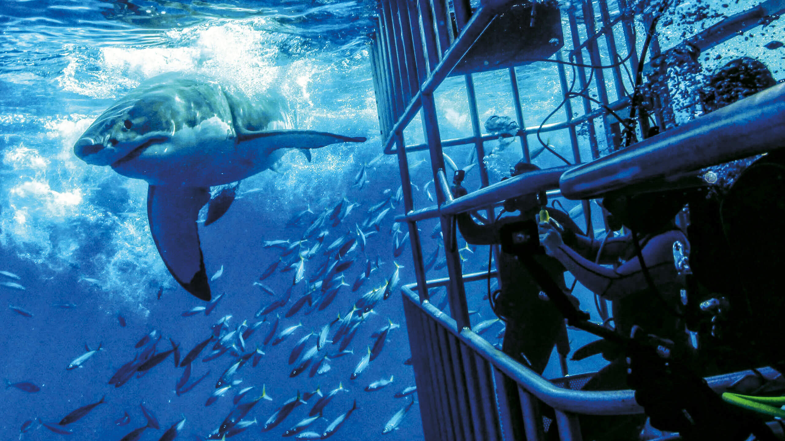 shark cage
