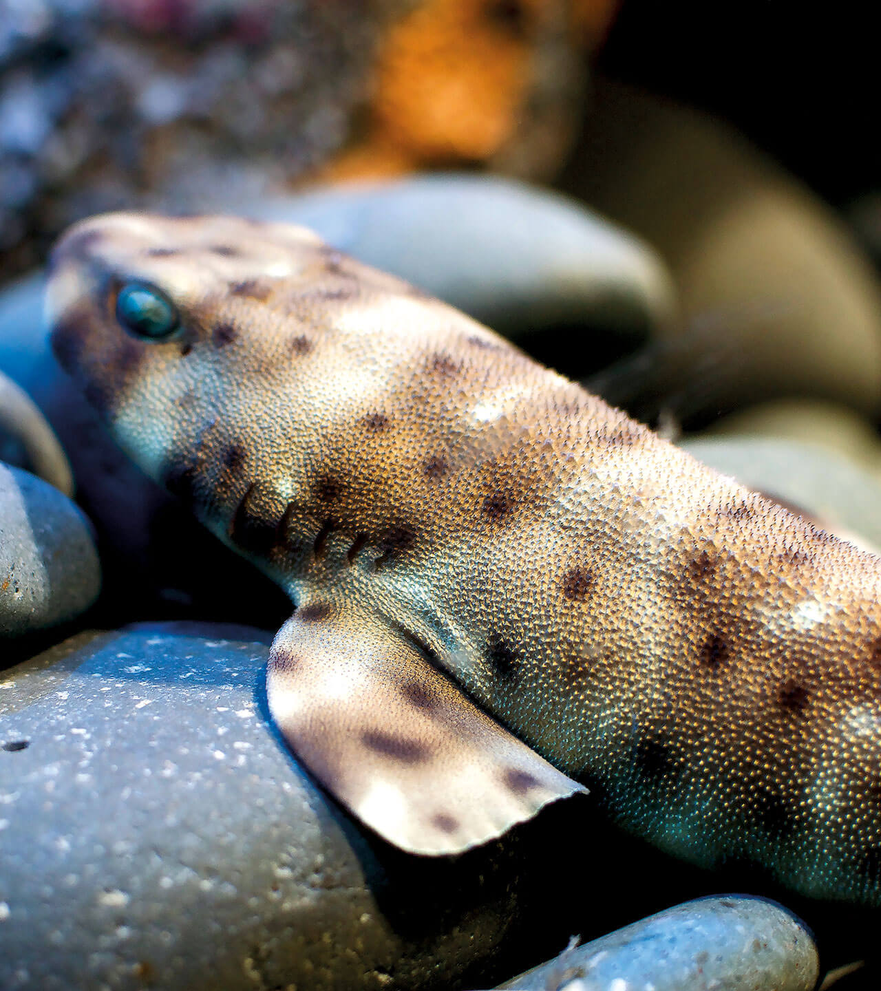 fish
