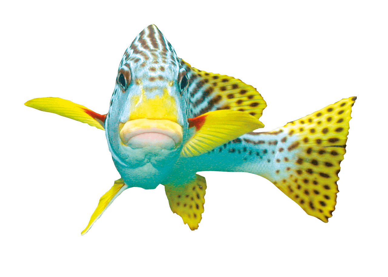 yellow fish