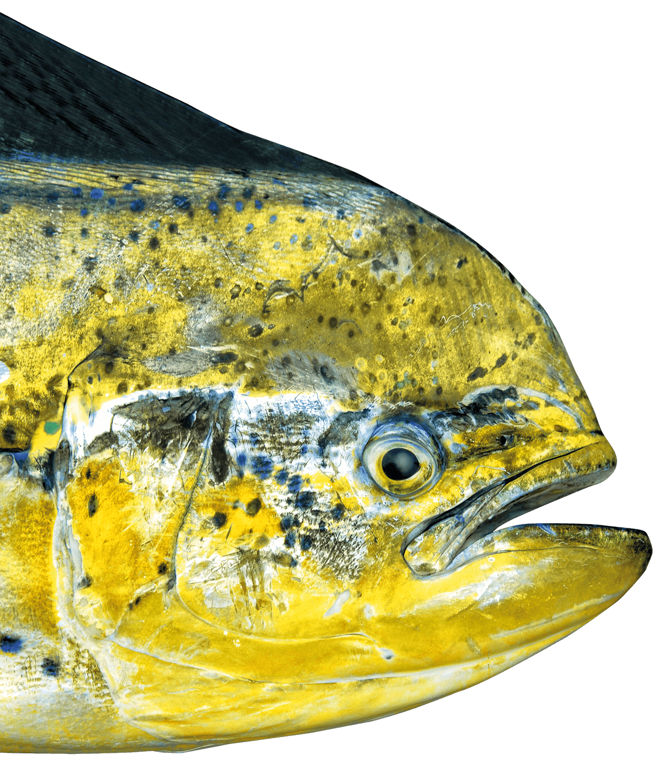 Fish Head