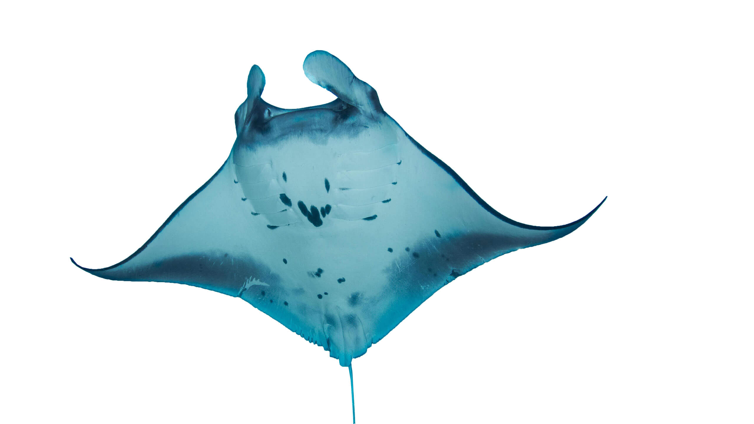 GIANT MANTA RAY